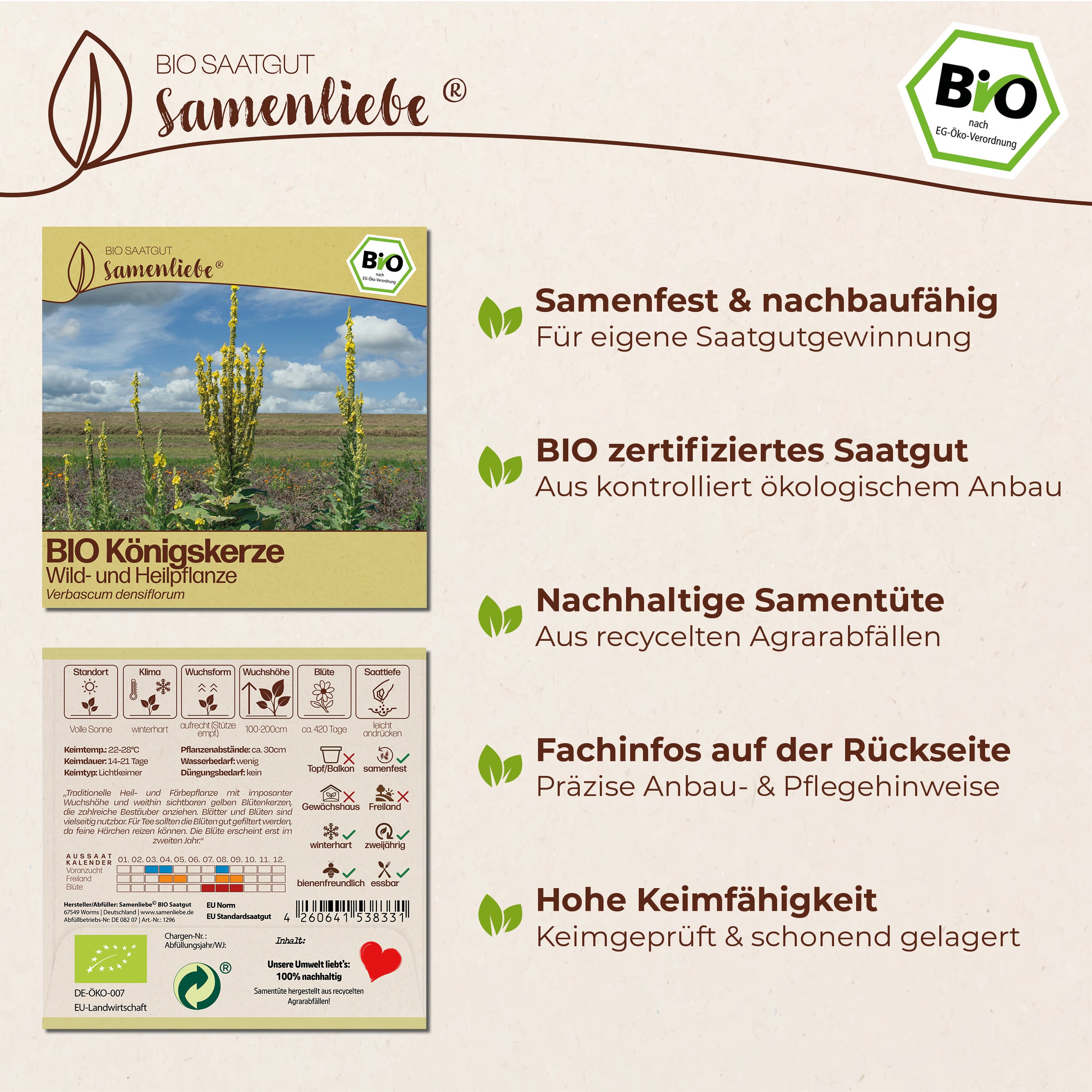 BIO Königskerze "Wildblume"