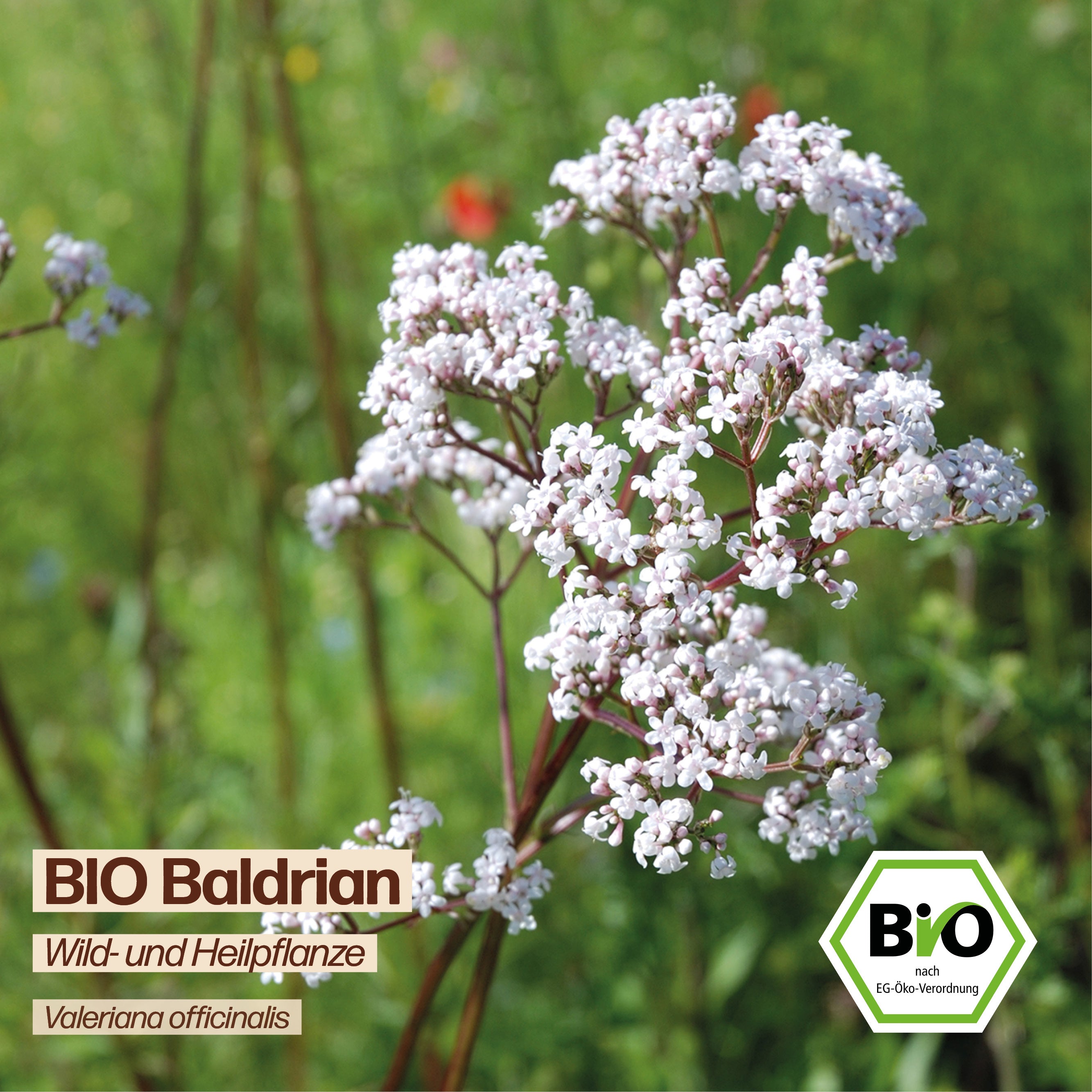 BIO Baldrian "Wildblume"