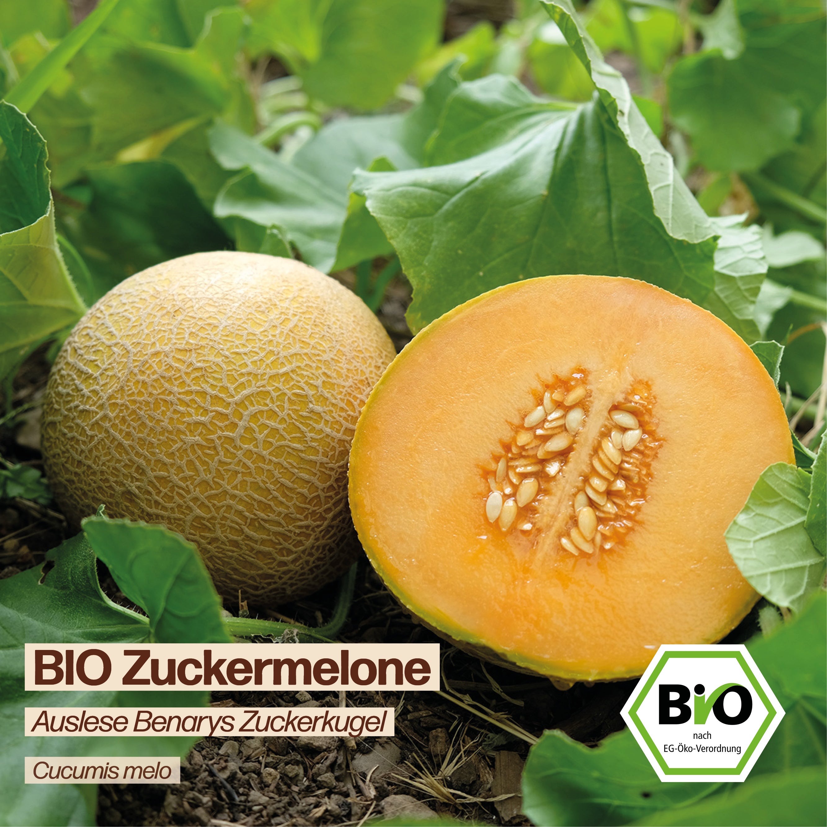 BIO Melone "Benarys Zuckerkugel"