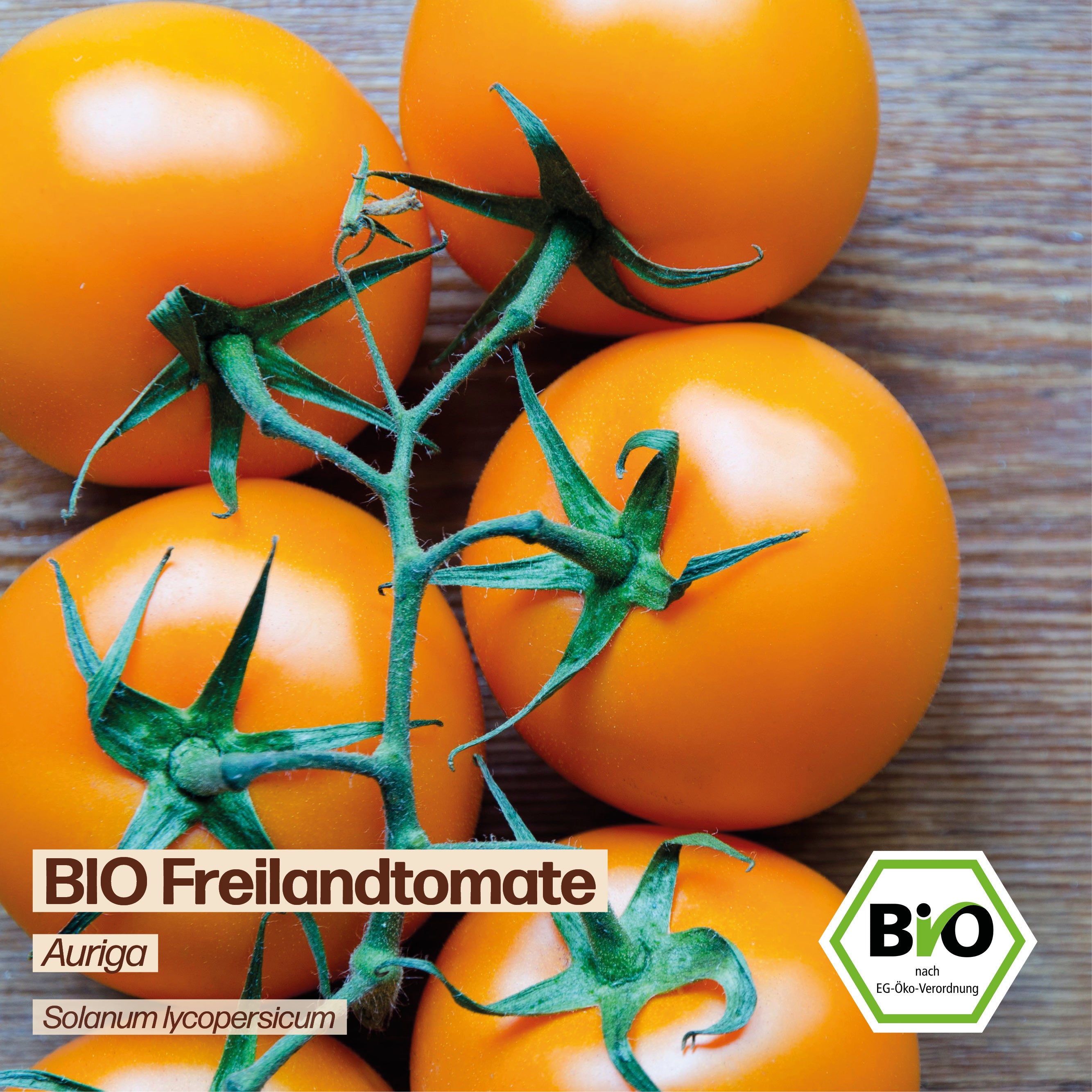 BIO Tomate "Auriga"