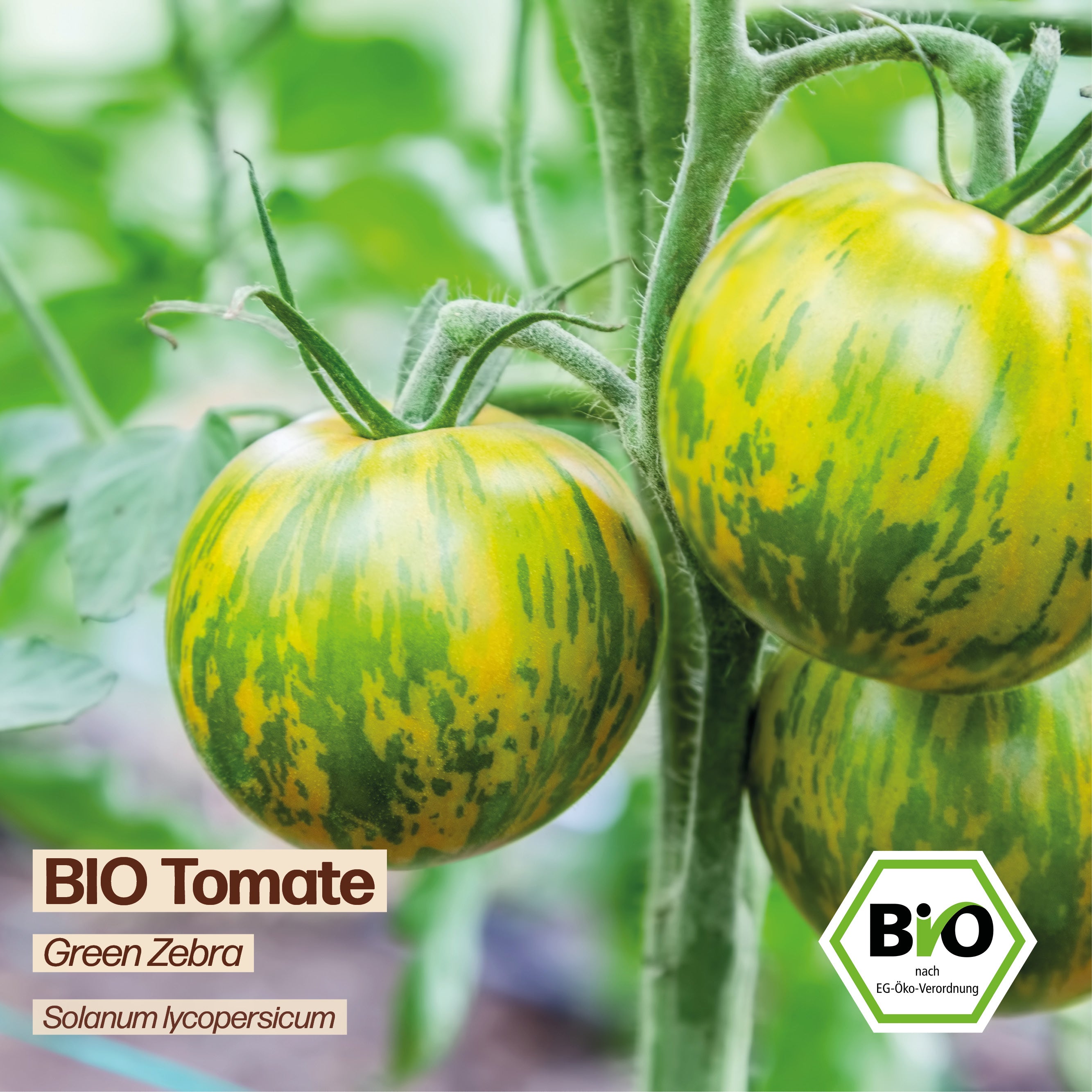BIO Tomate "Green Zebra"