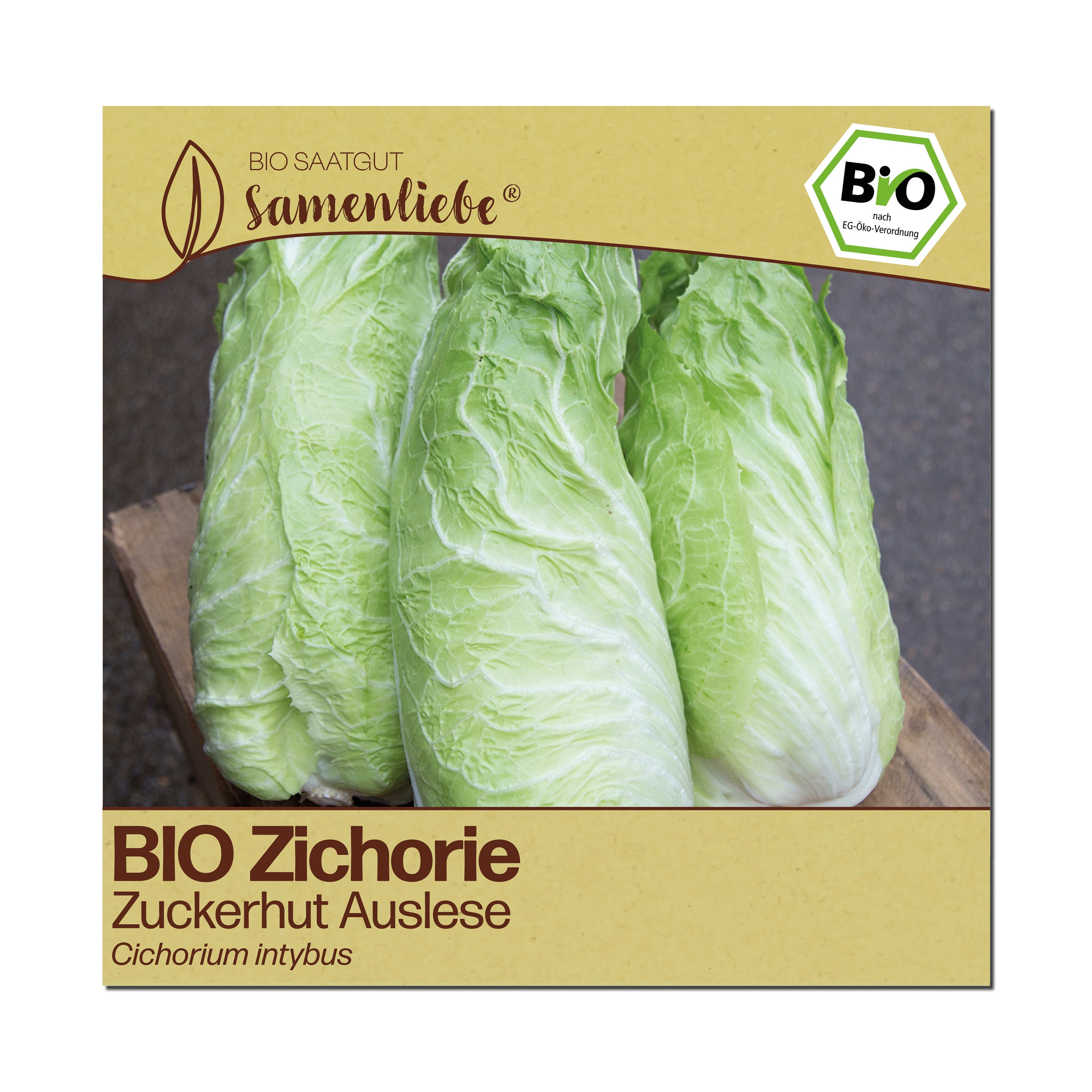 BIO Zichorie "Zuckerhut Auslese"