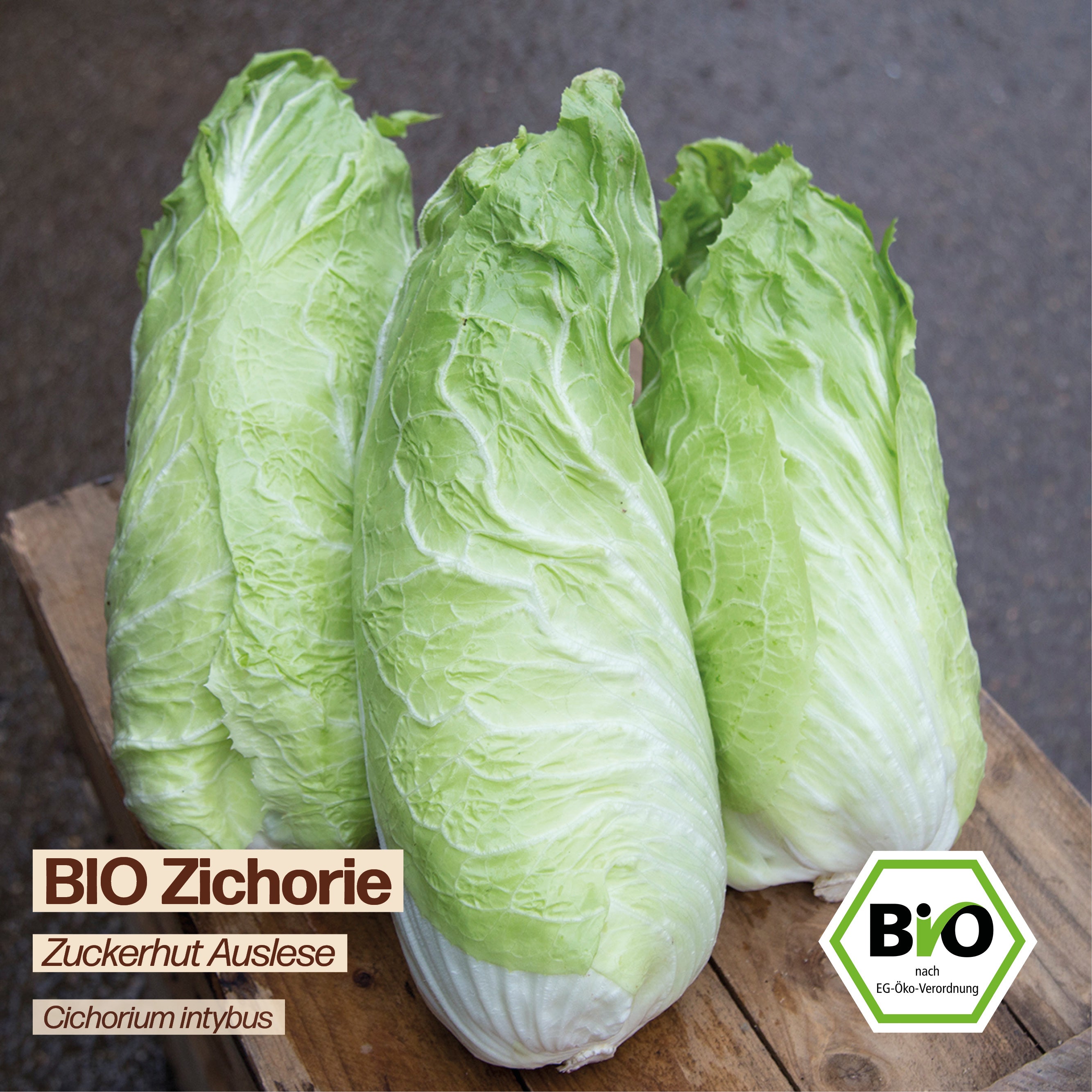 BIO Zichorie "Zuckerhut Auslese"