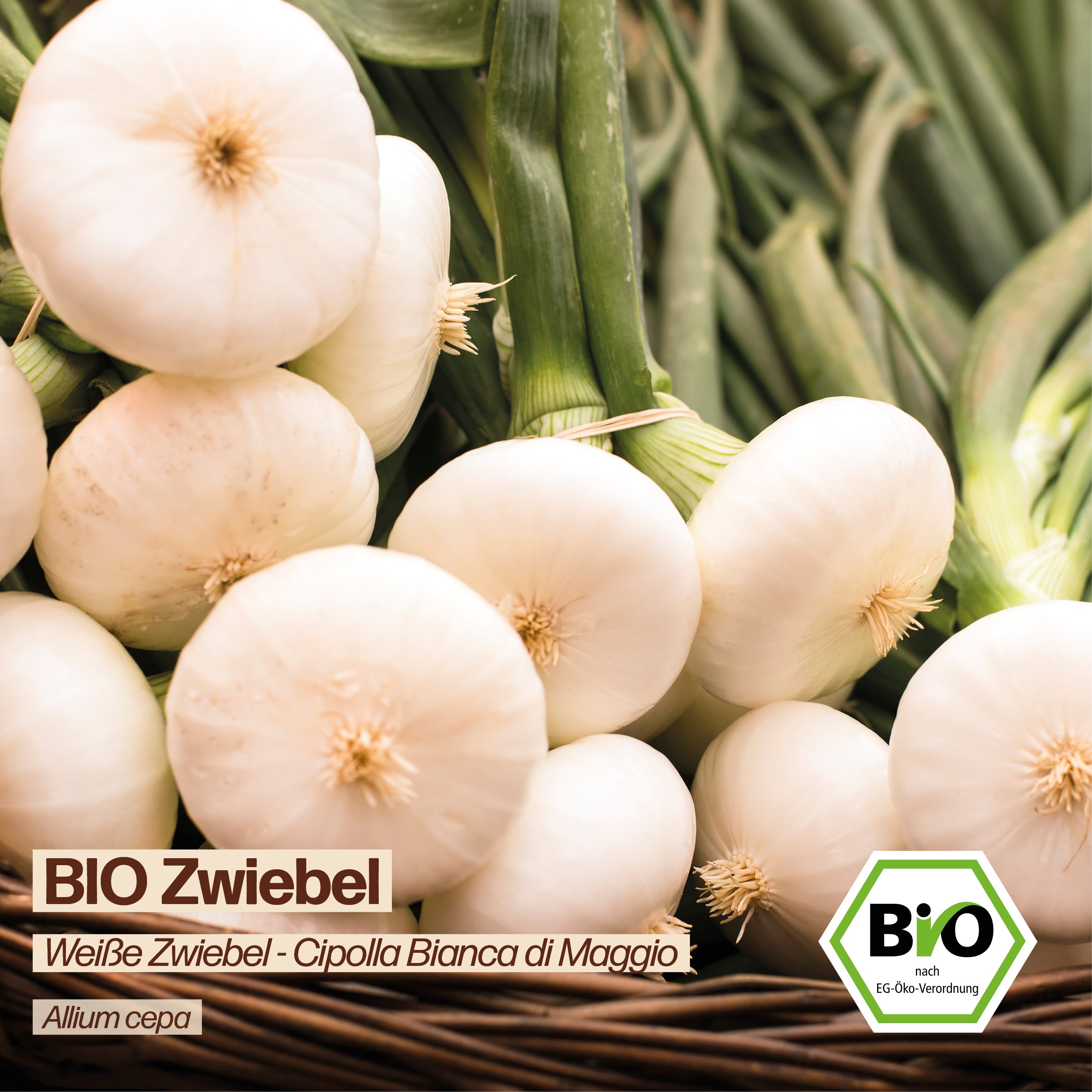 BIO Zwiebel "Cipolla Bianca di Maggio"
