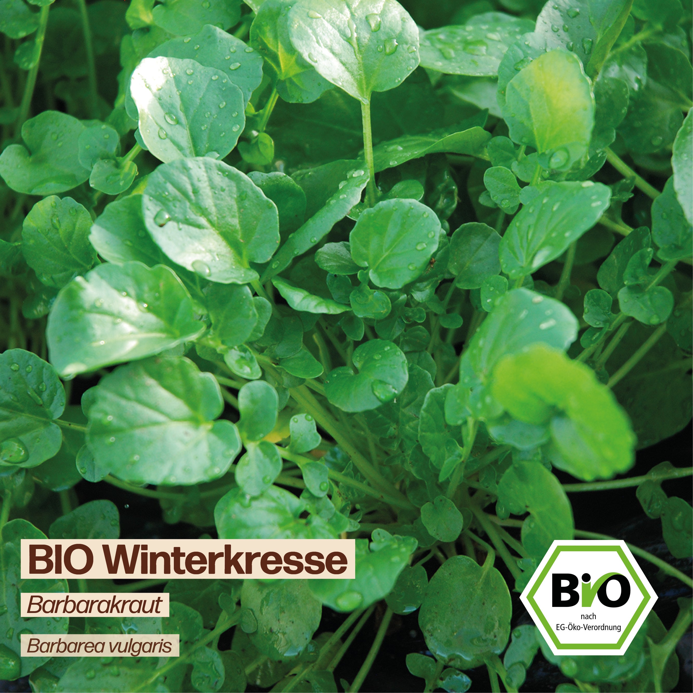BIO Winterkresse "Barbarakraut"