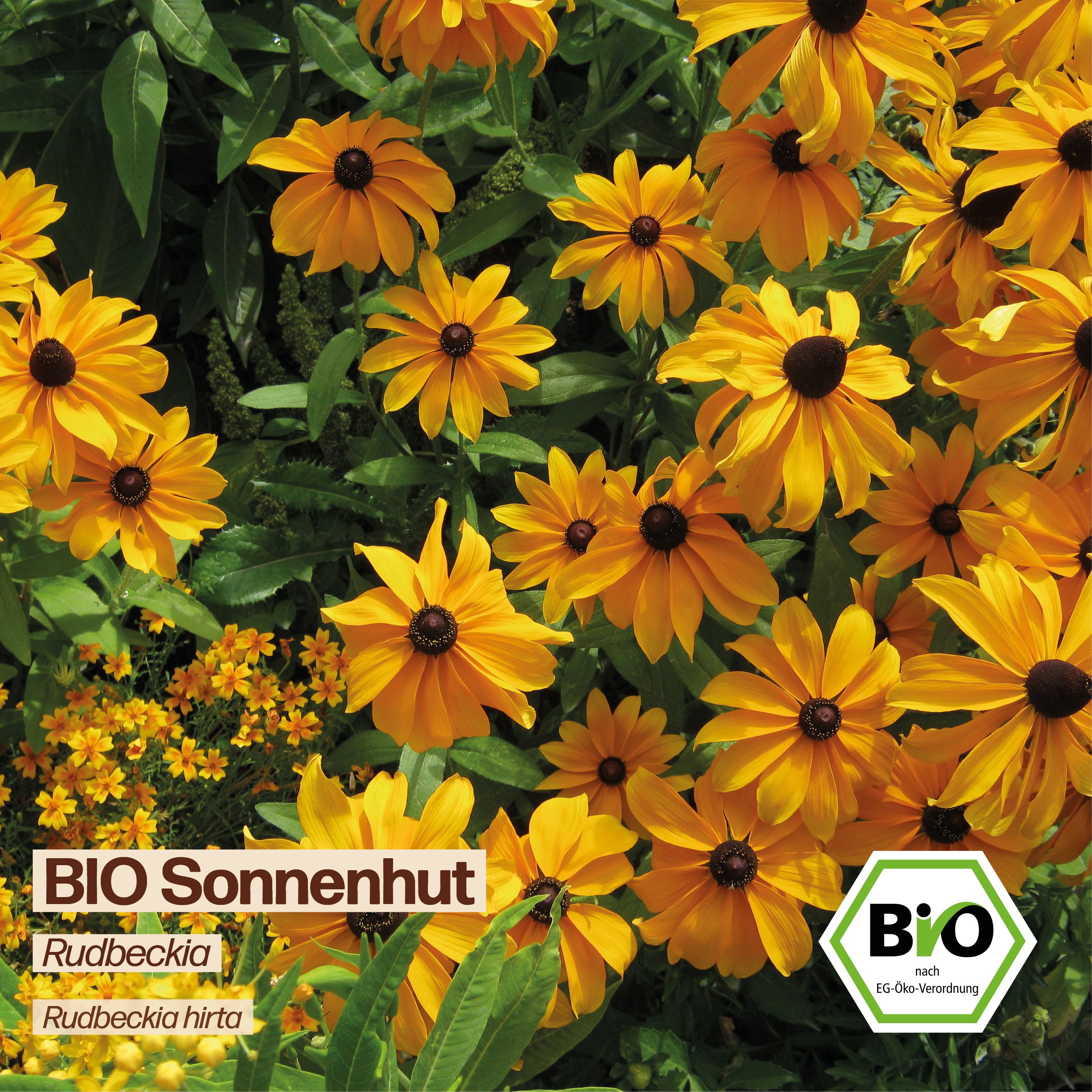 BIO Sonnenhut "Rudbeckia"