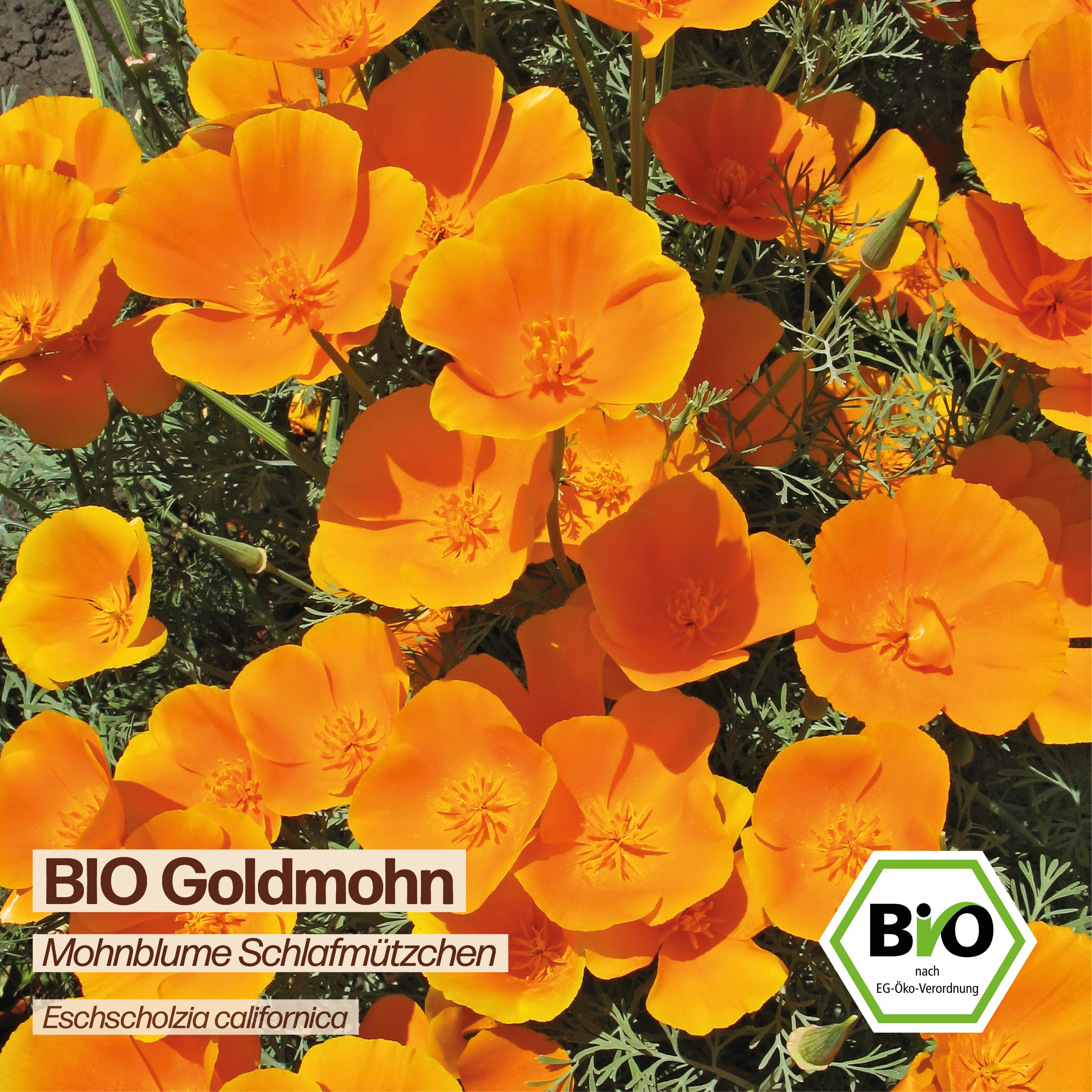 BIO Mohnblume "Schlafmützchen"