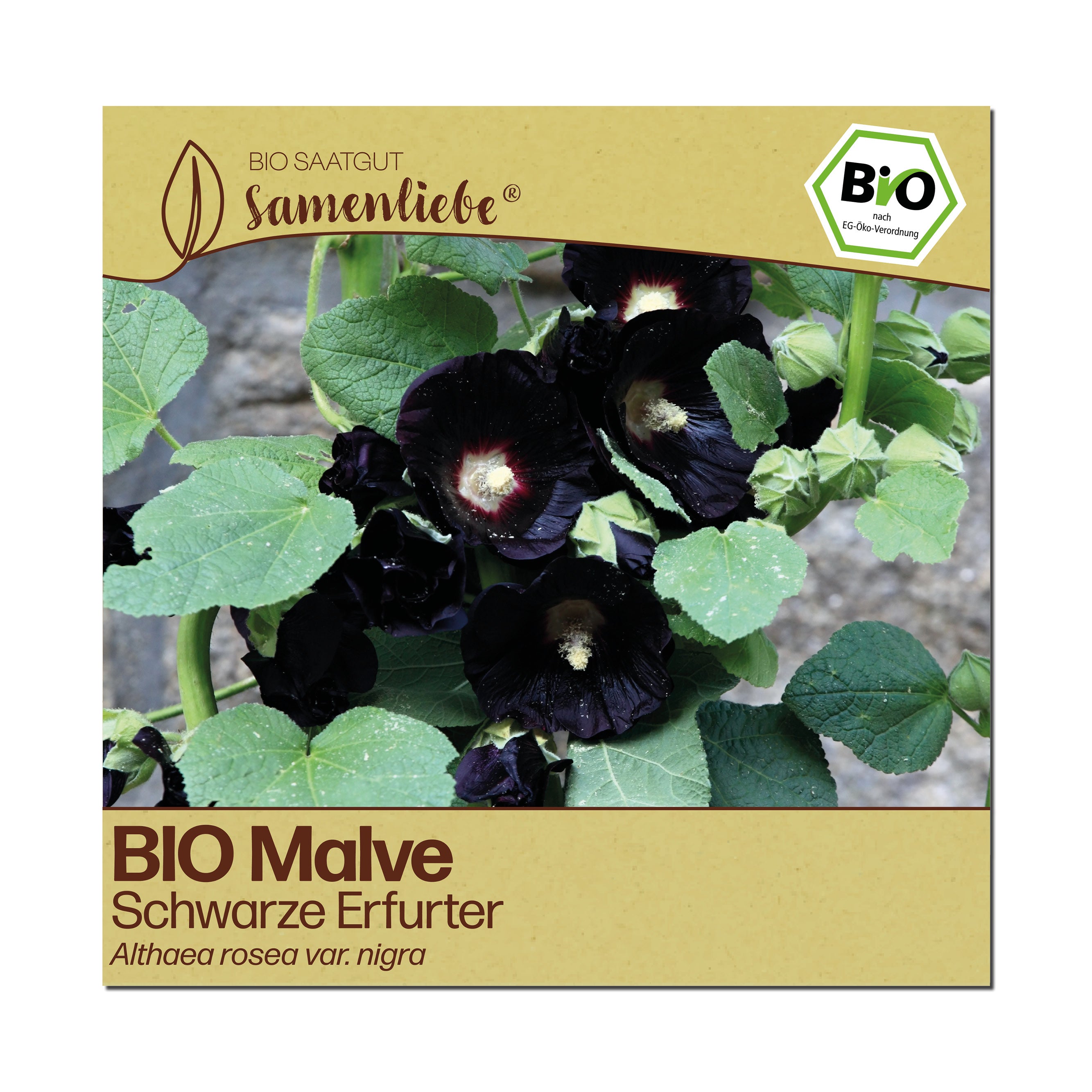 BIO Malve "Schwarze Erfurter"