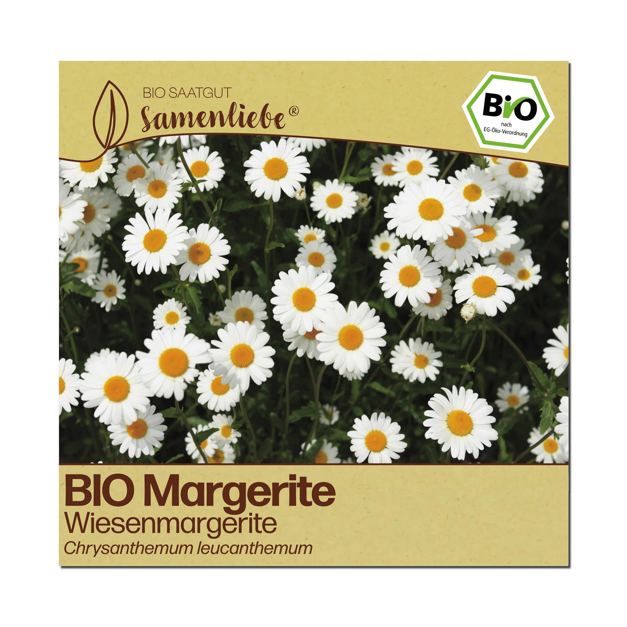 BIO Margerite "Wiesenmargerite"