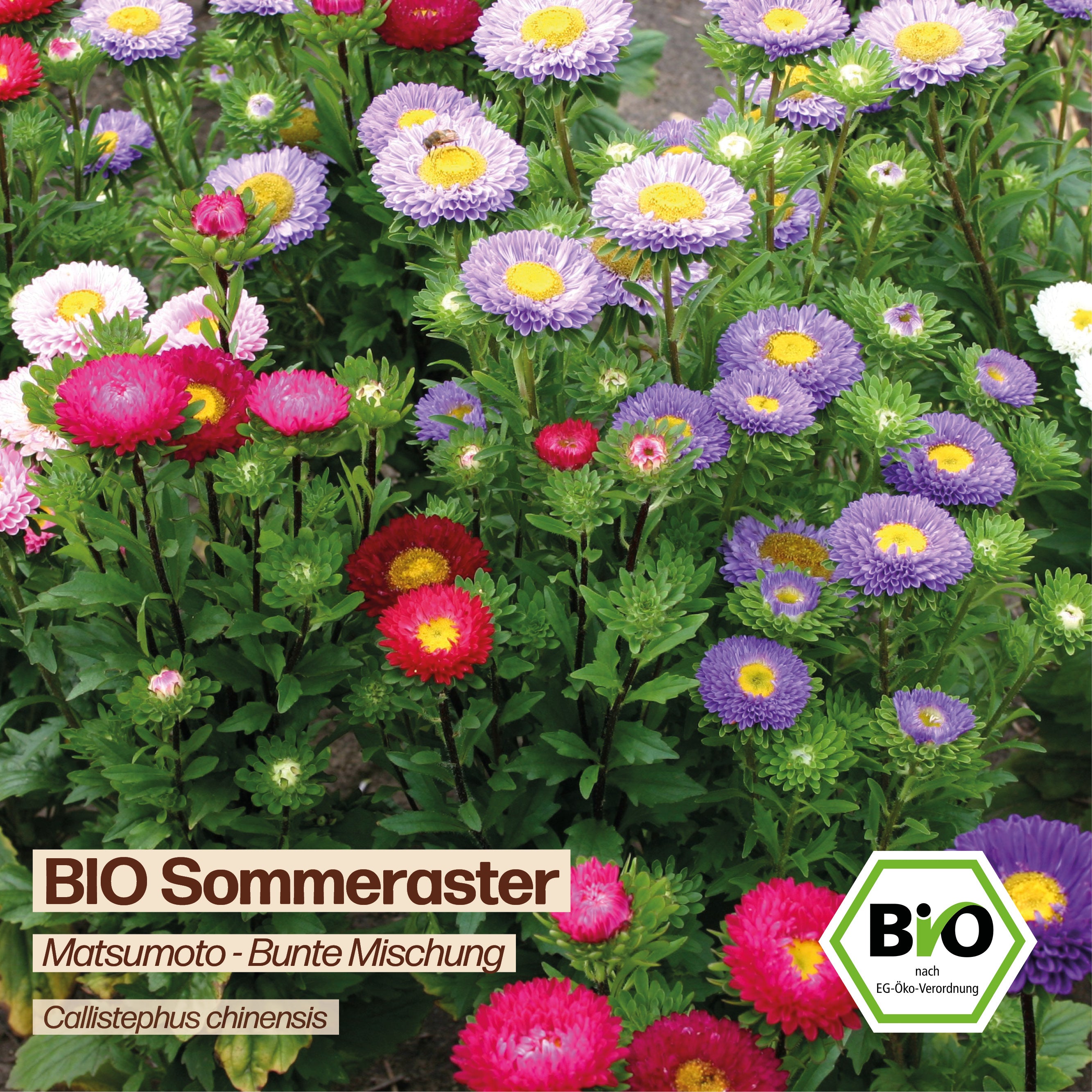 BIO Aster "Matsumoto"