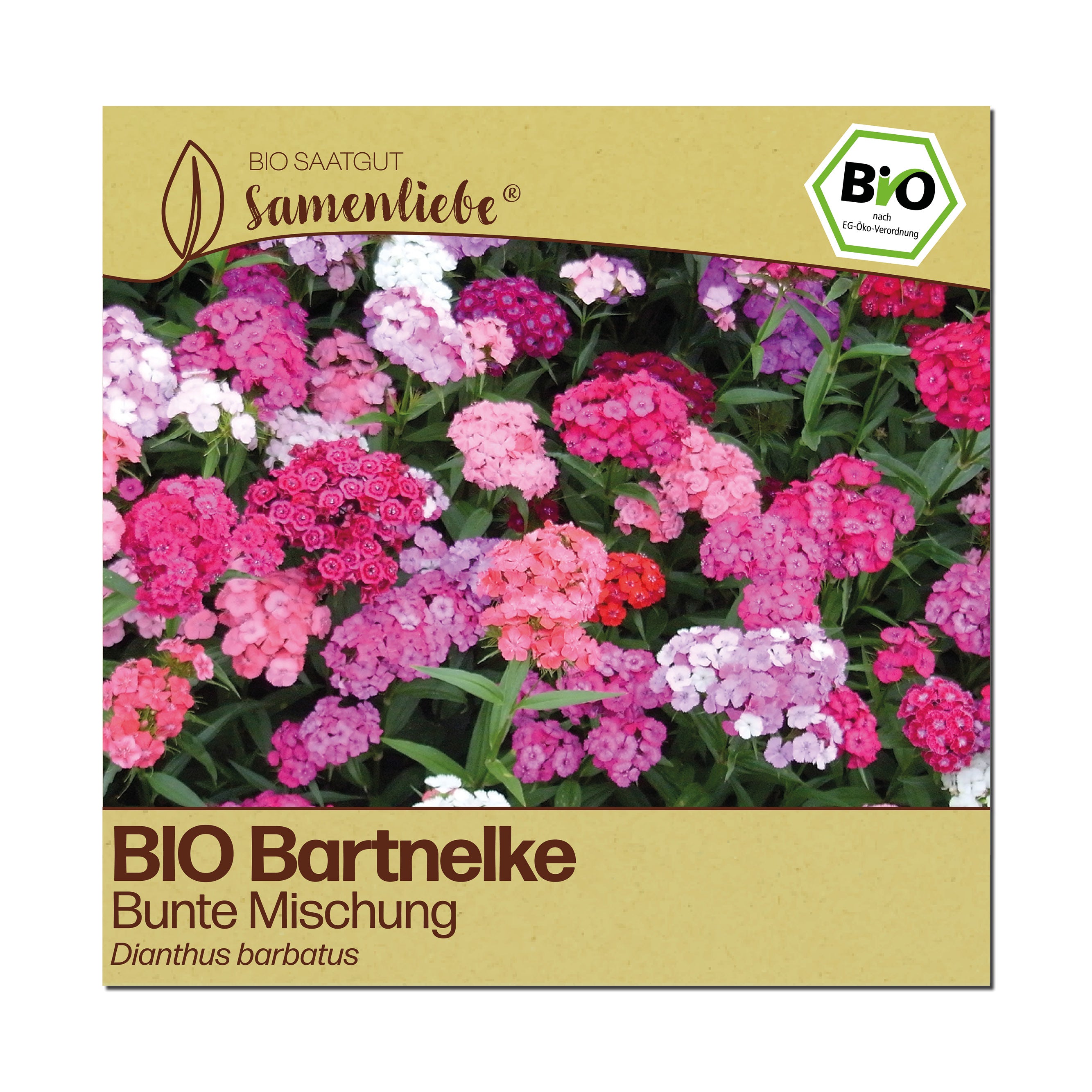 BIO Bartnelke "Schnittblume"