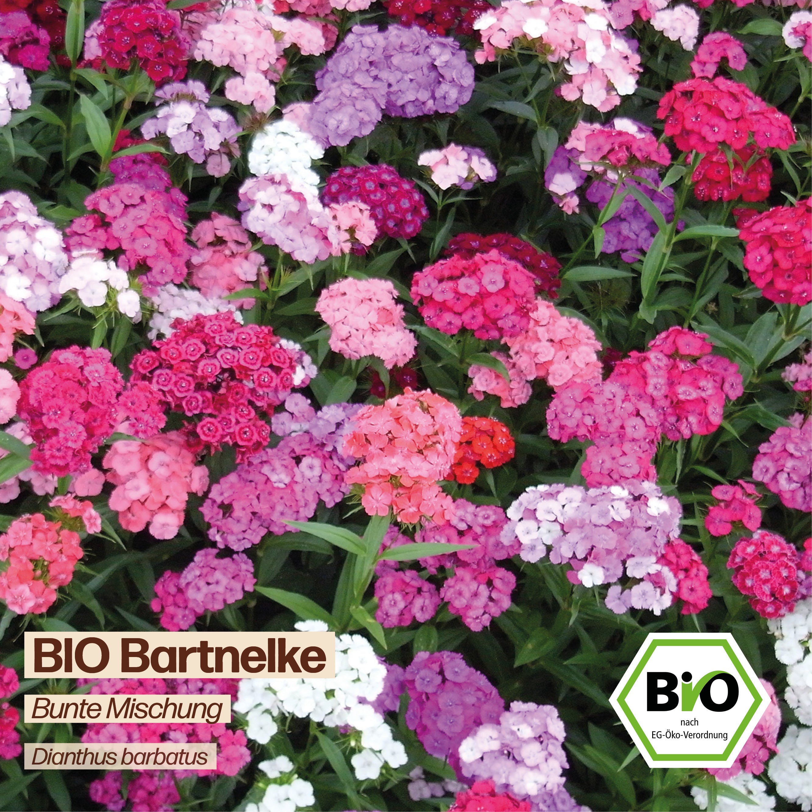 BIO Bartnelke "Schnittblume"