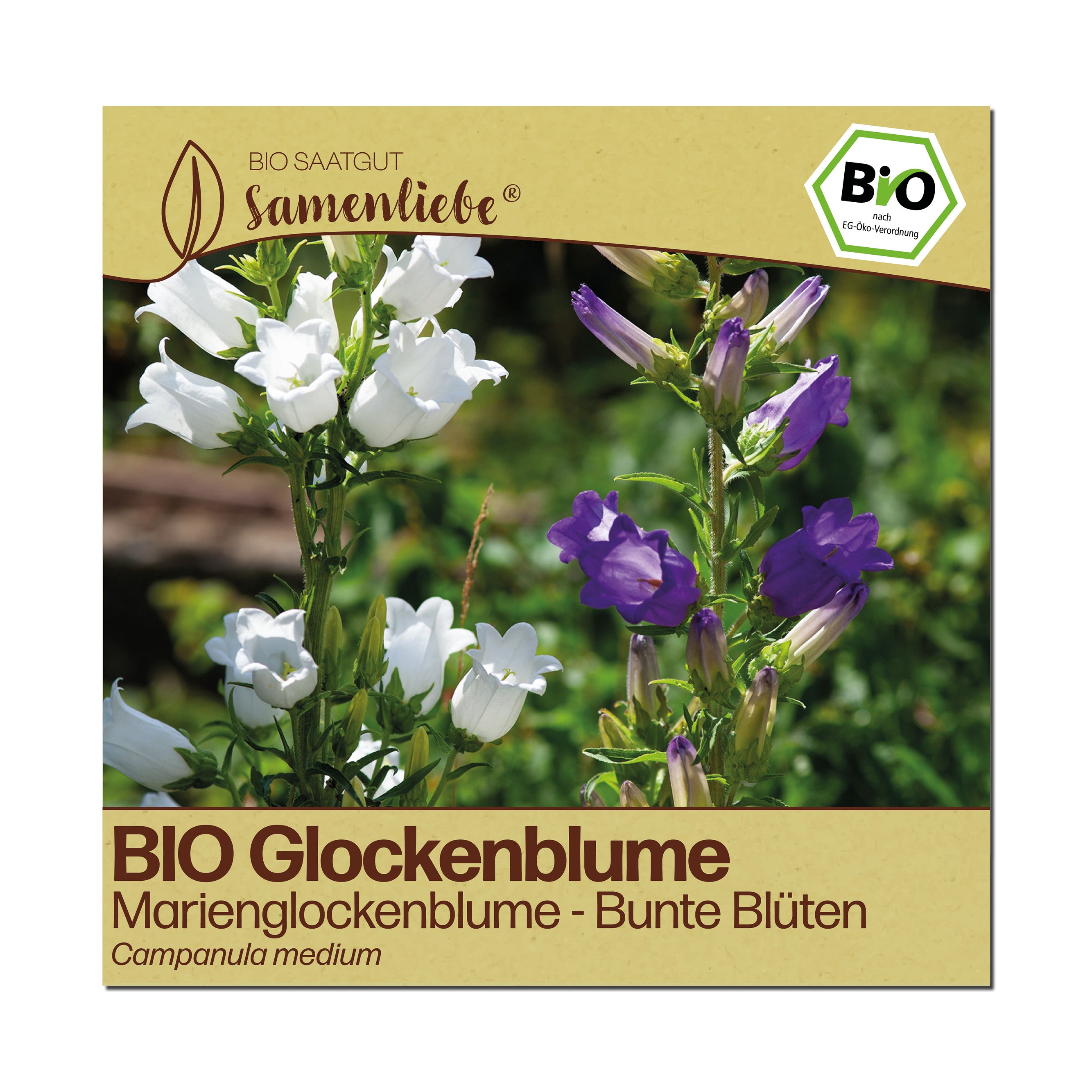 BIO Glockenblume "Marienglockenblume"