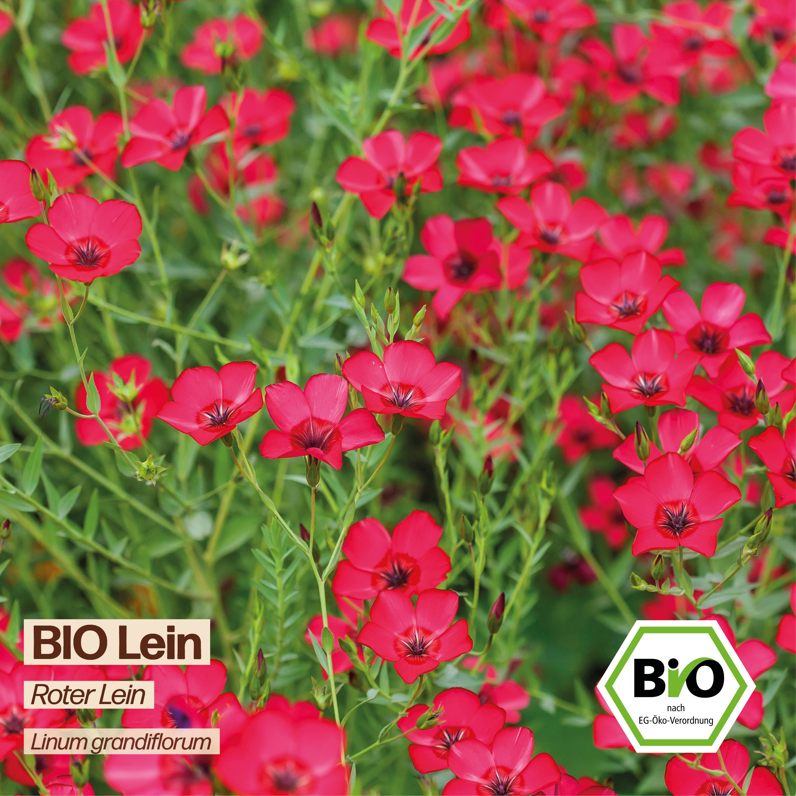 BIO Lein "Roter Lein"