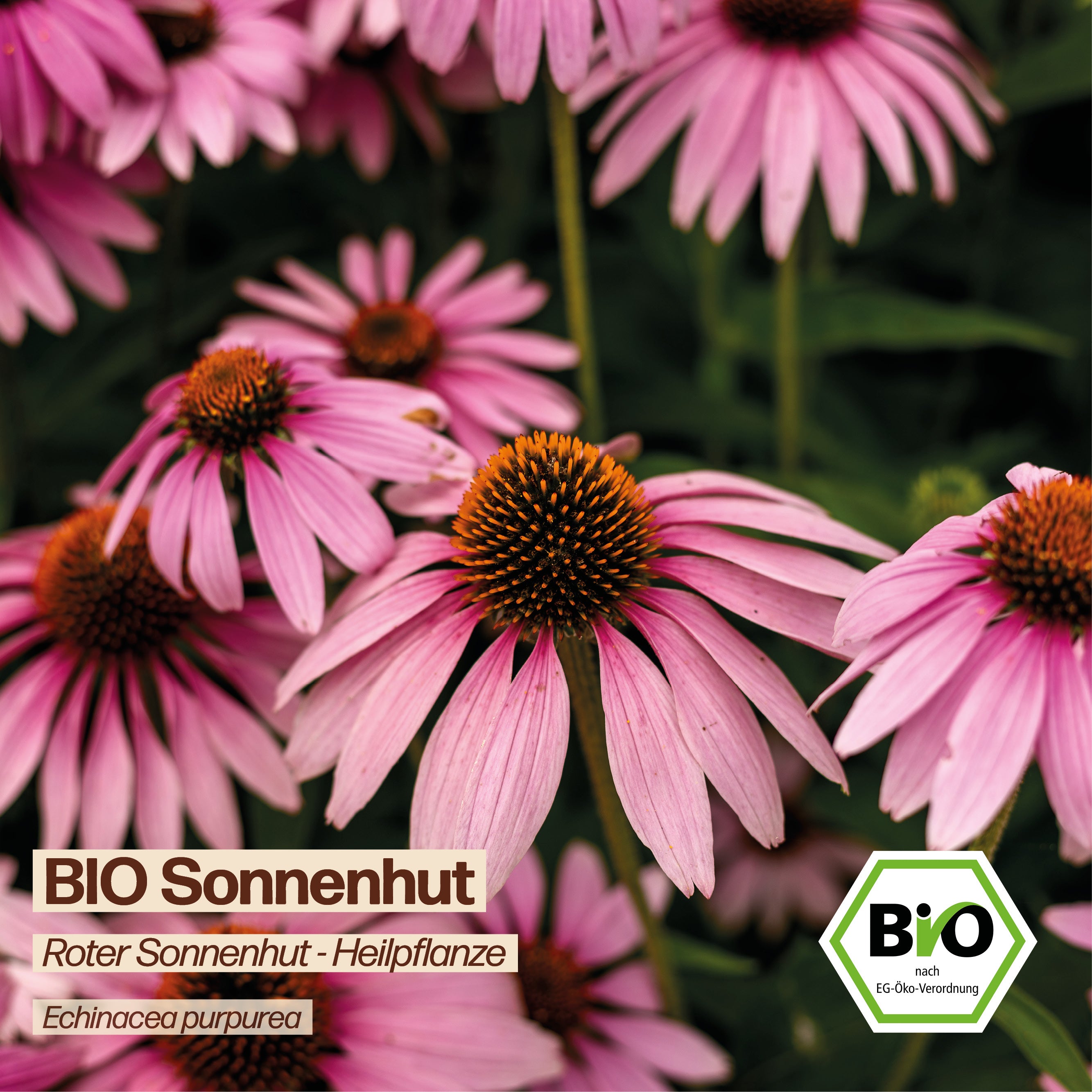 BIO Sonnenhut "Roter Sonnenhut"
