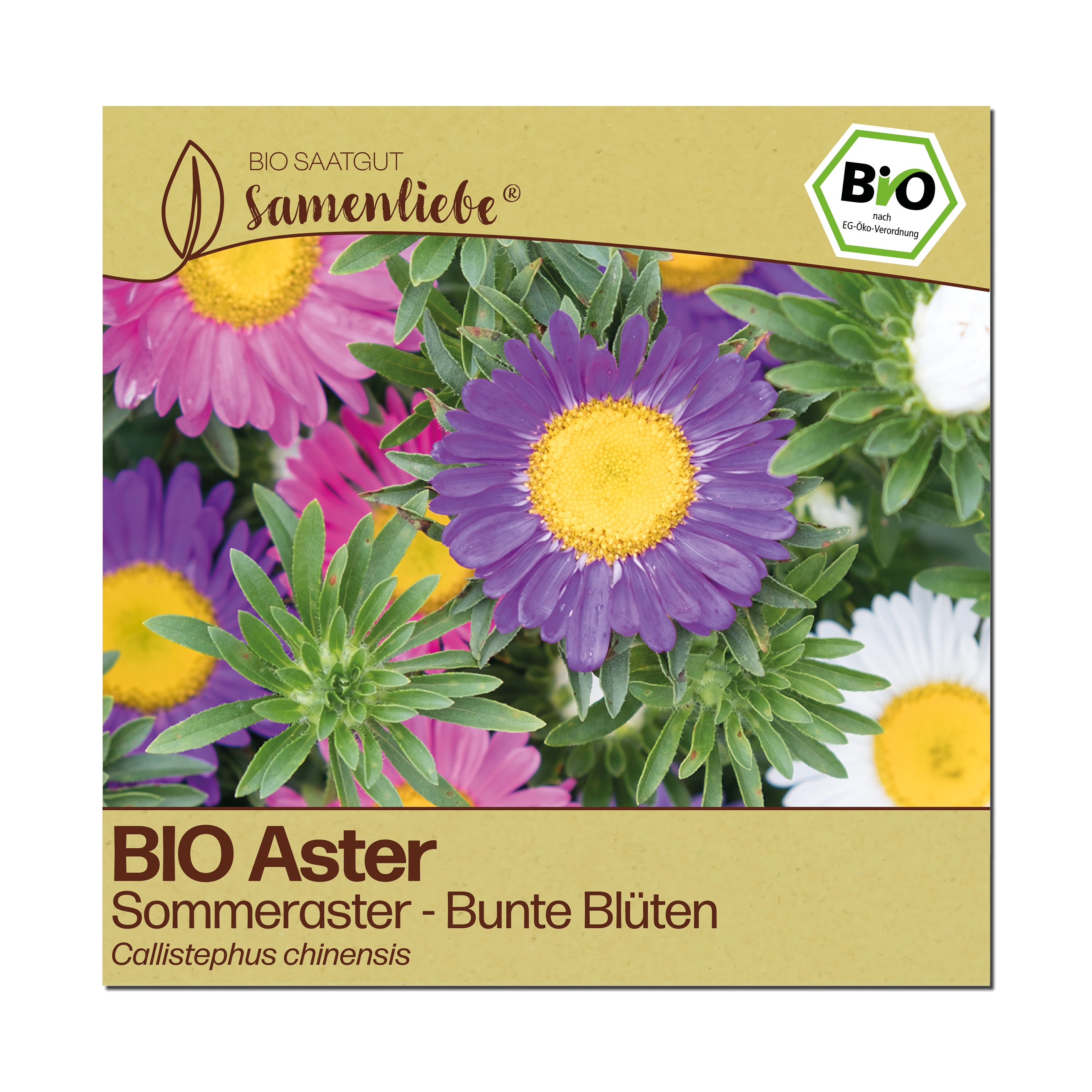 BIO Aster "Sommeraster"