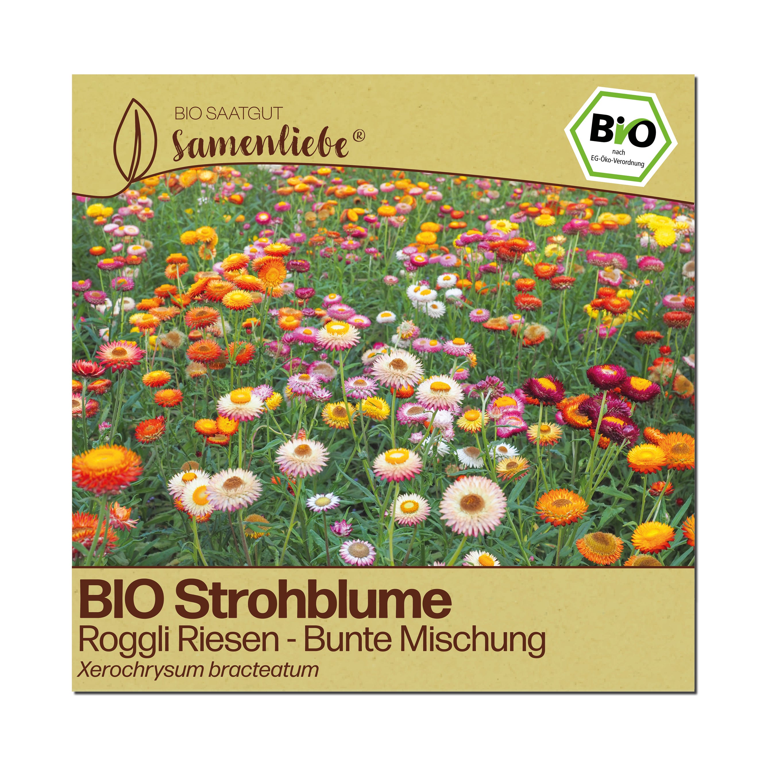 BIO Strohblume "Roggli Riesen"