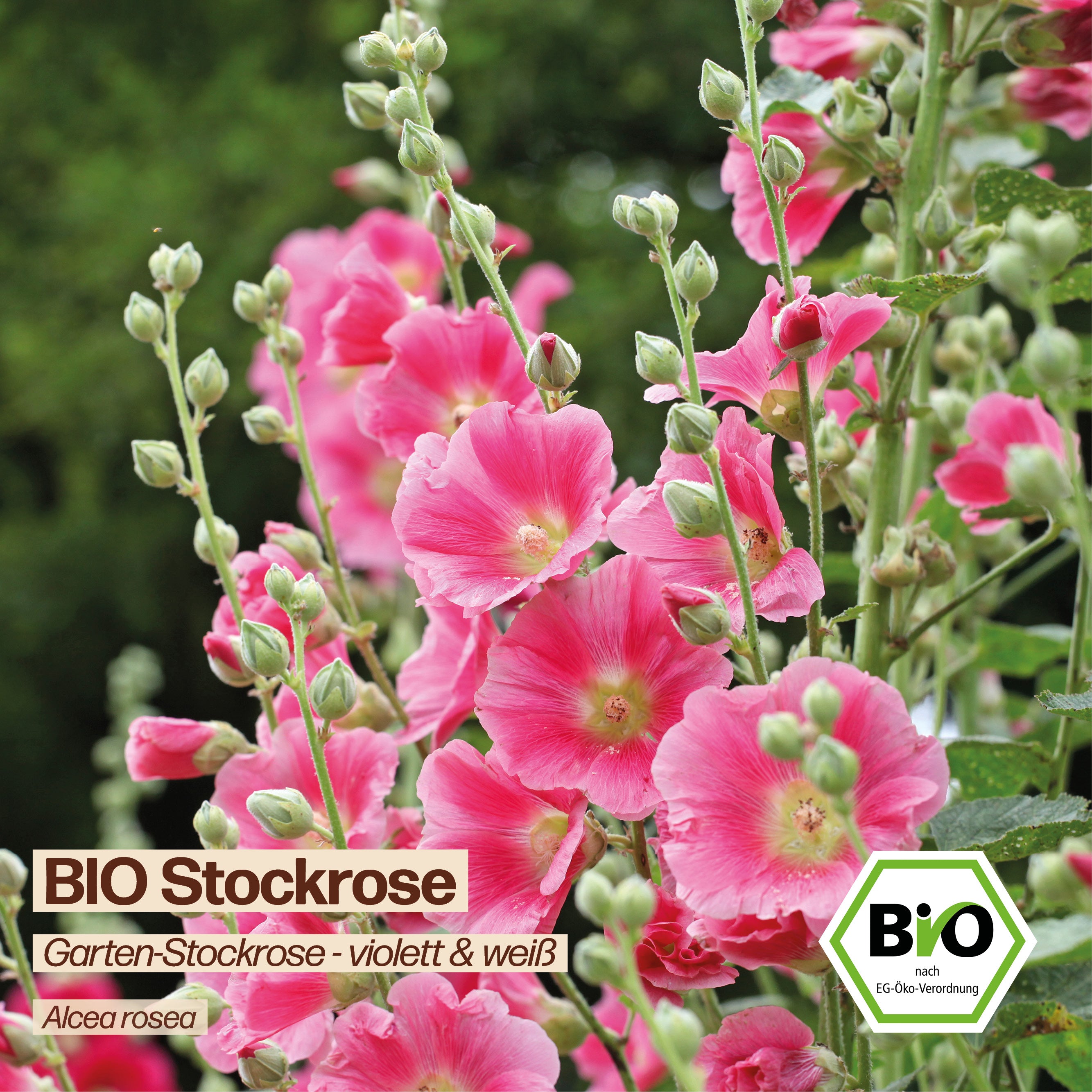 BIO Stockrose "Garten-Stockrose"