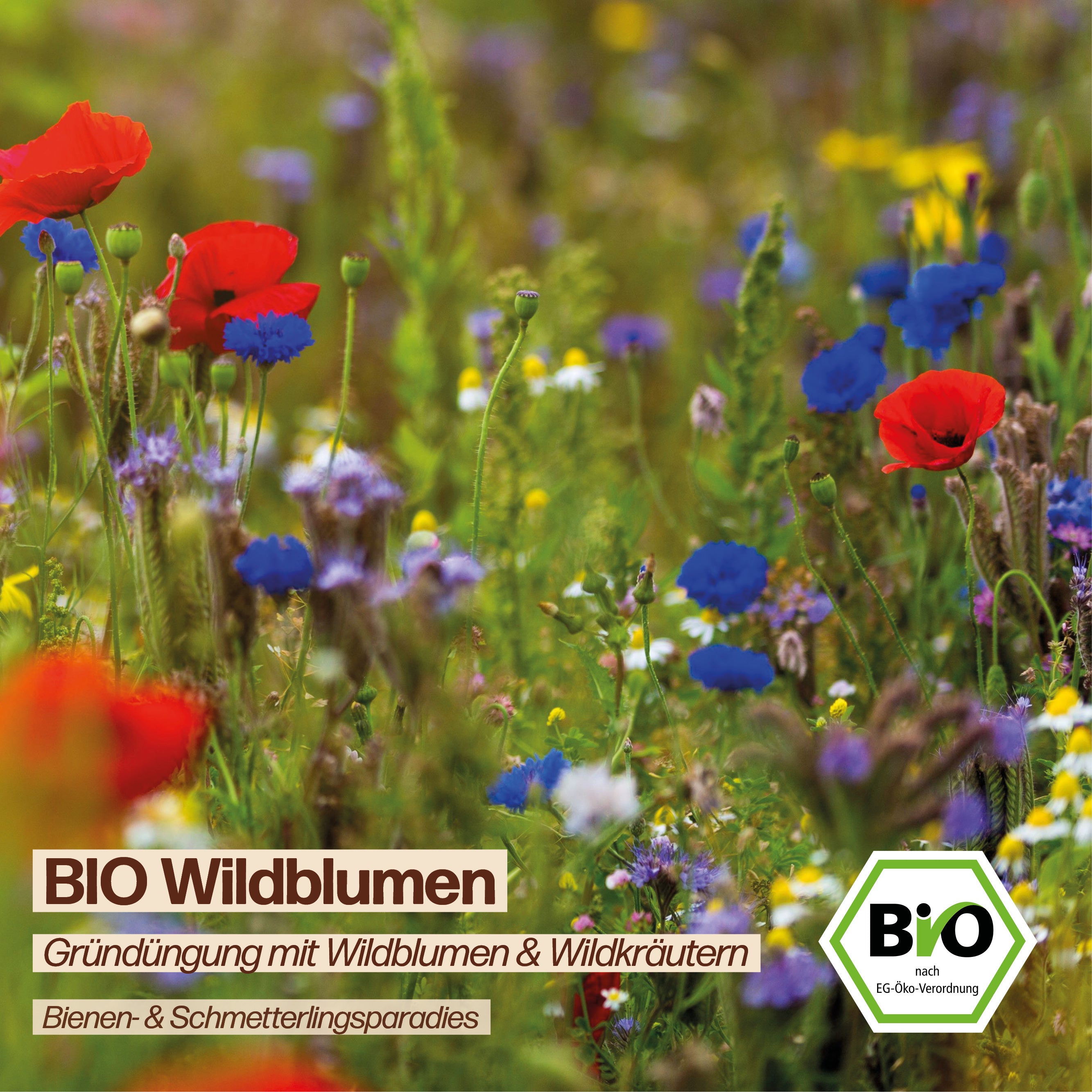 BIO Wildblumen "Wildblumen & Wildkräutern"