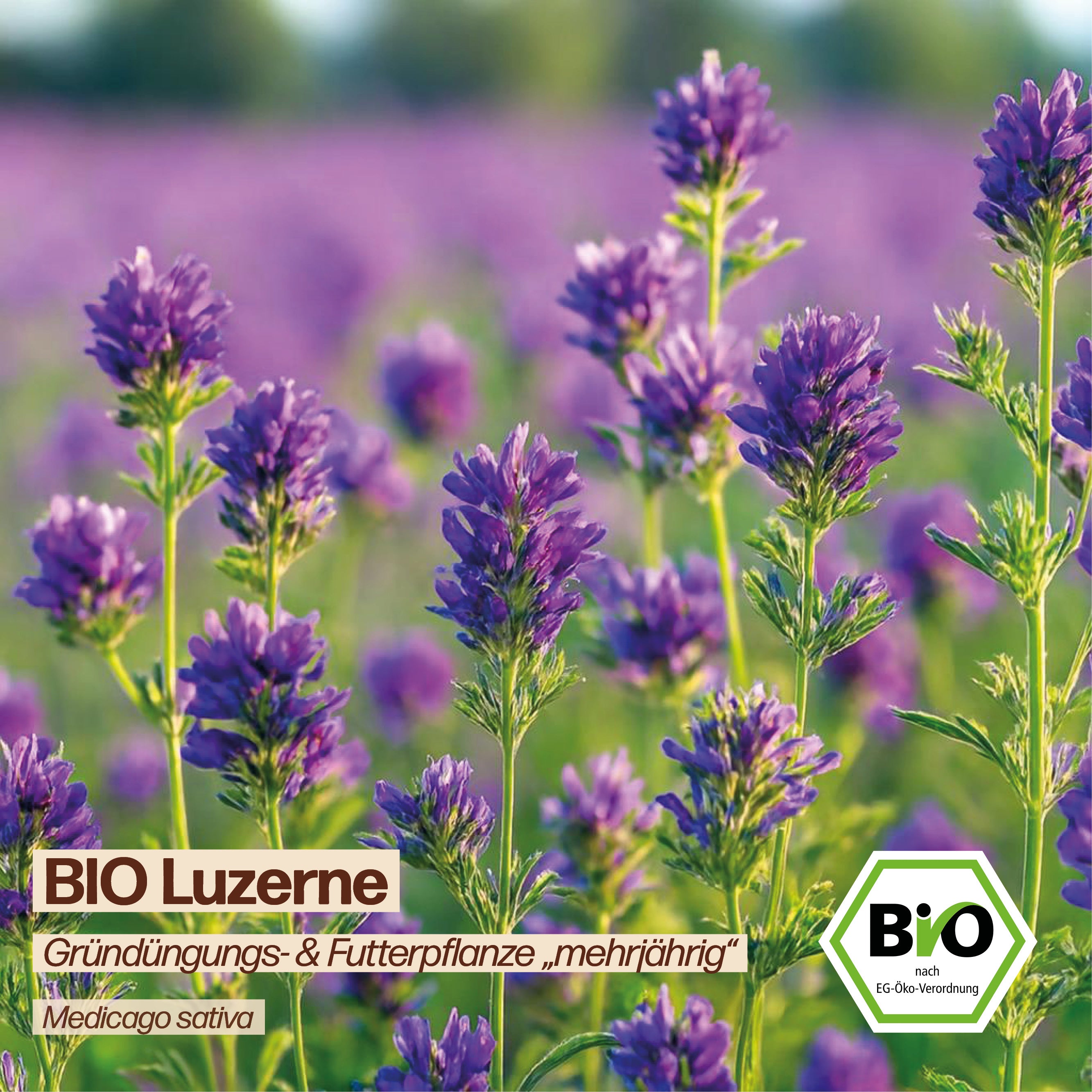 BIO Luzerne "Futterpflanze"