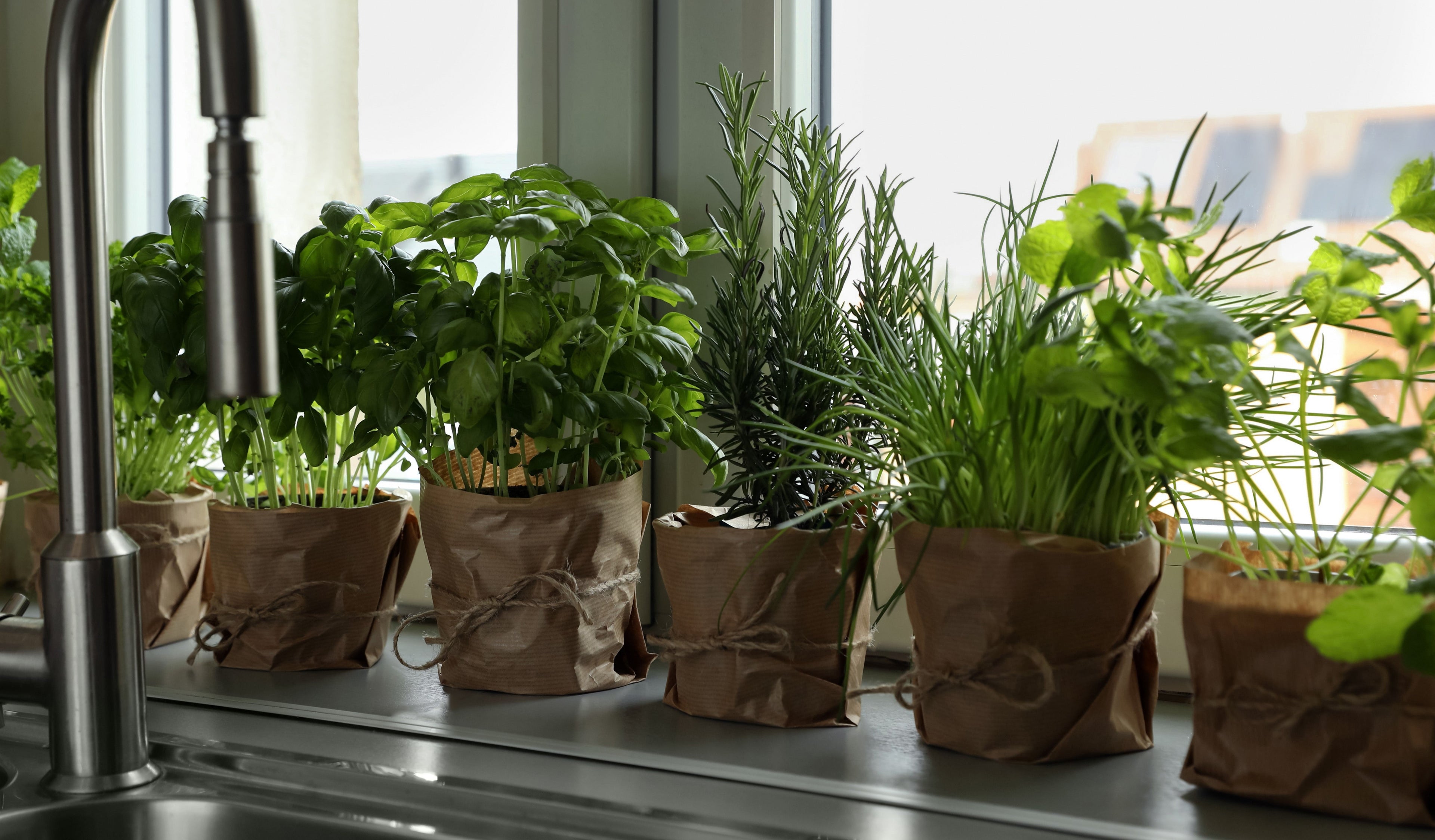 Indoor-Anbau
