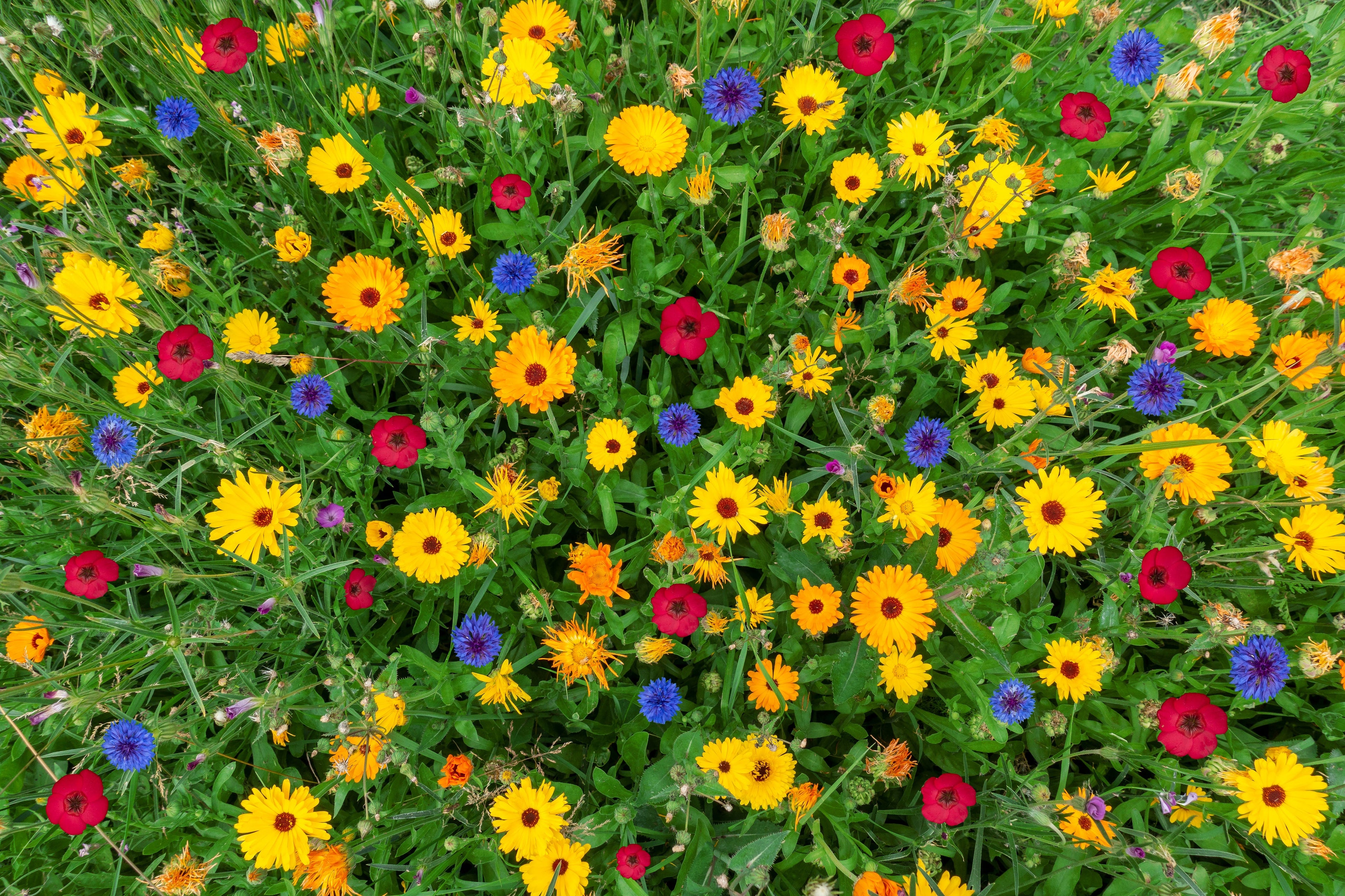 BIO Blumensamen