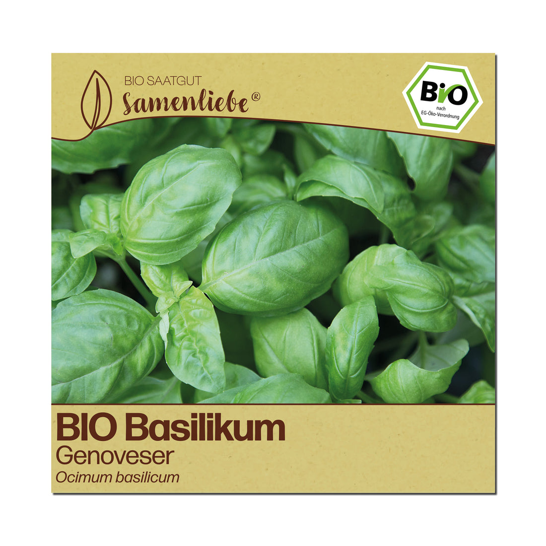 BIO Basilikum "italienischer Genoveser"