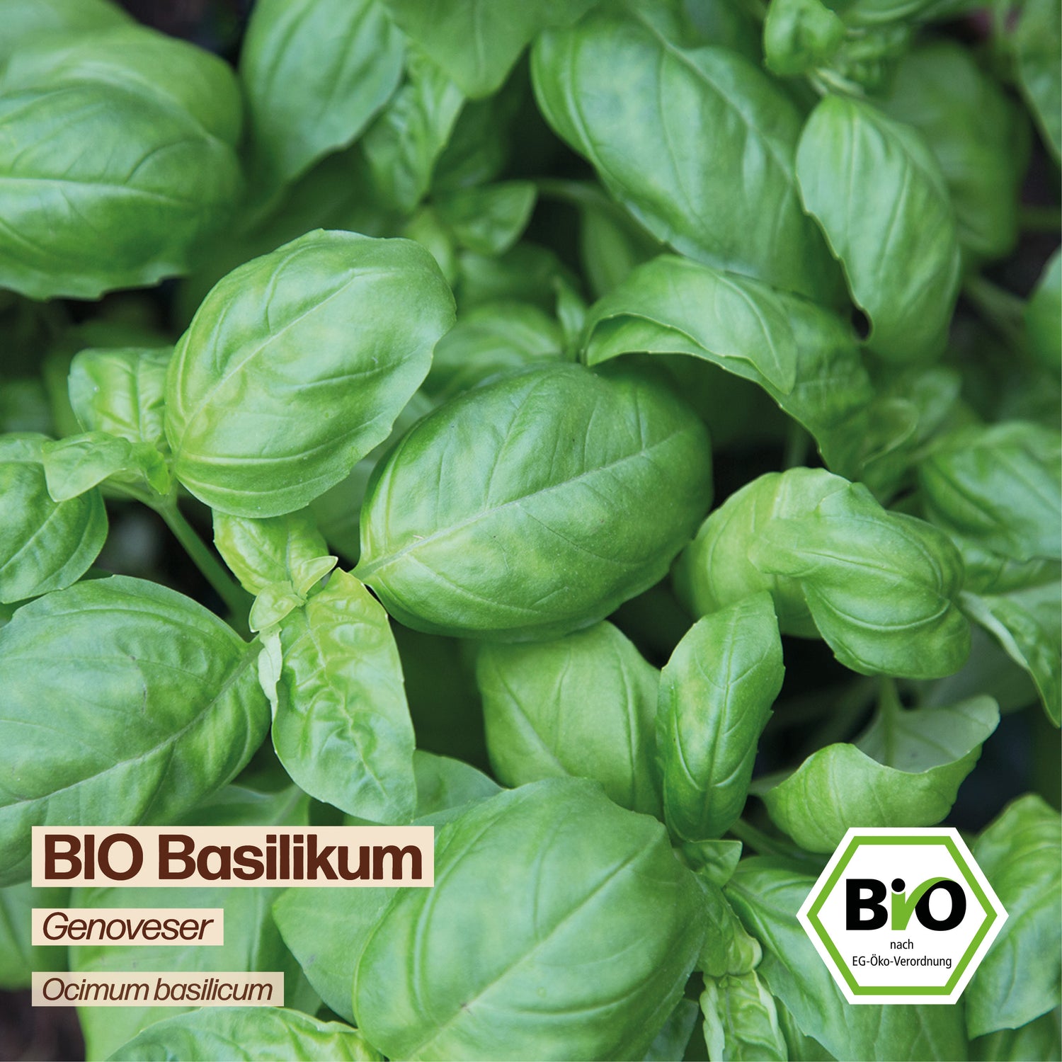 BIO Basilikum "italienischer Genoveser"