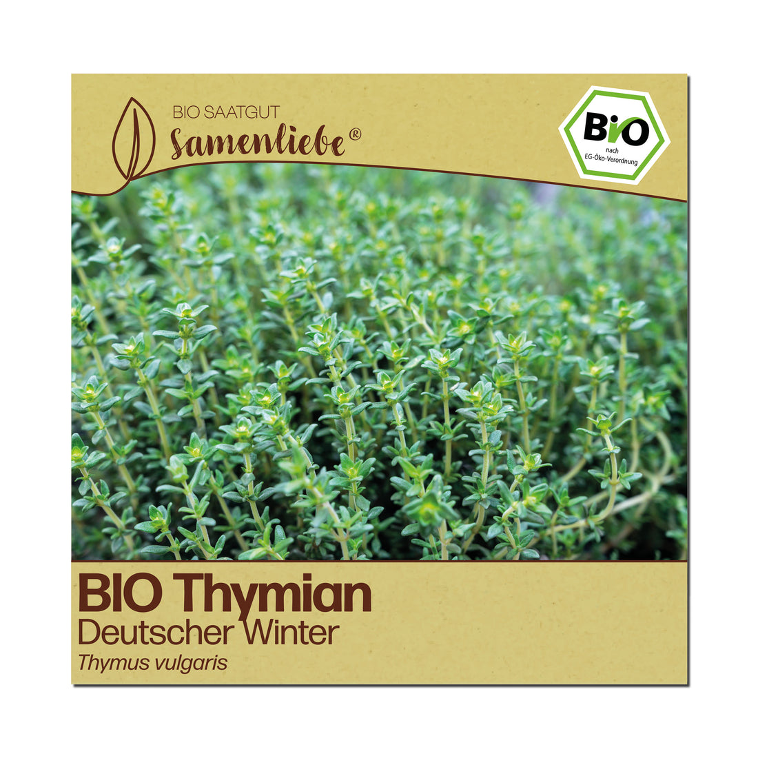 BIO Thymian "Deutscher Winter"