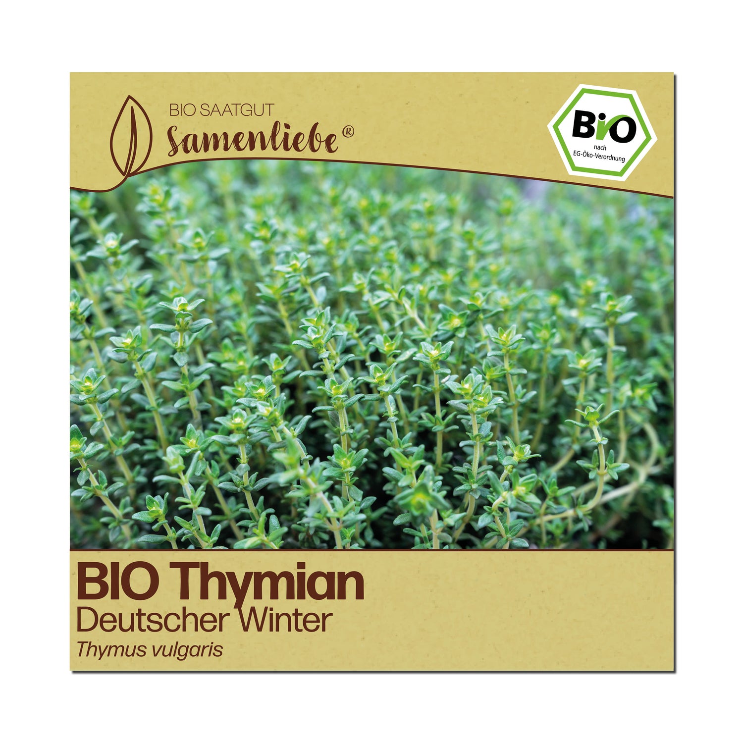 BIO Thymian "Deutscher Winter"