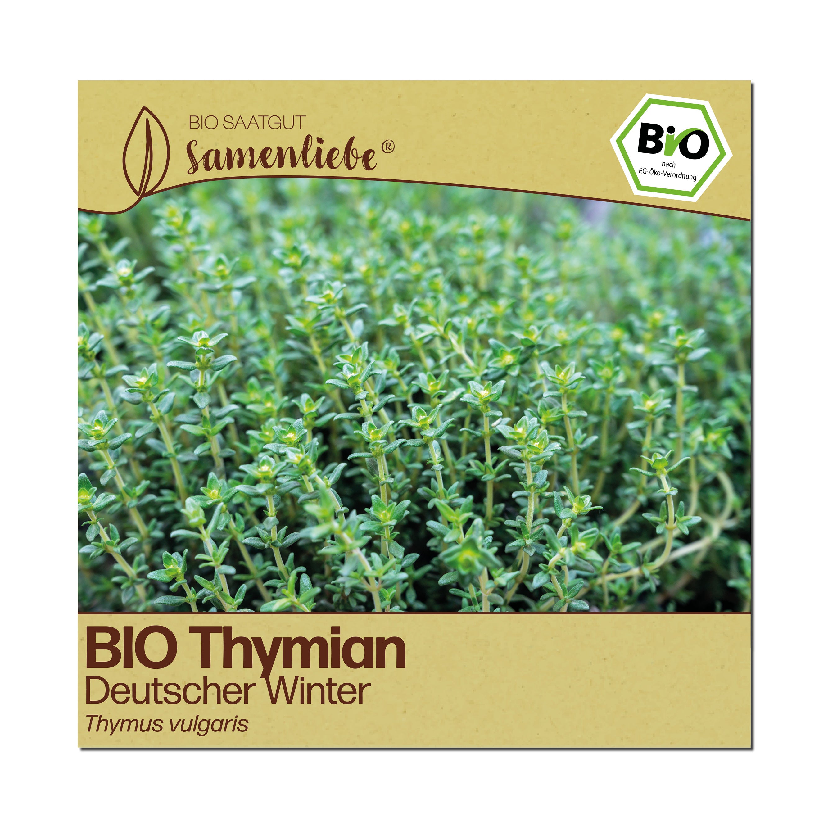 BIO Thymian "Deutscher Winter"