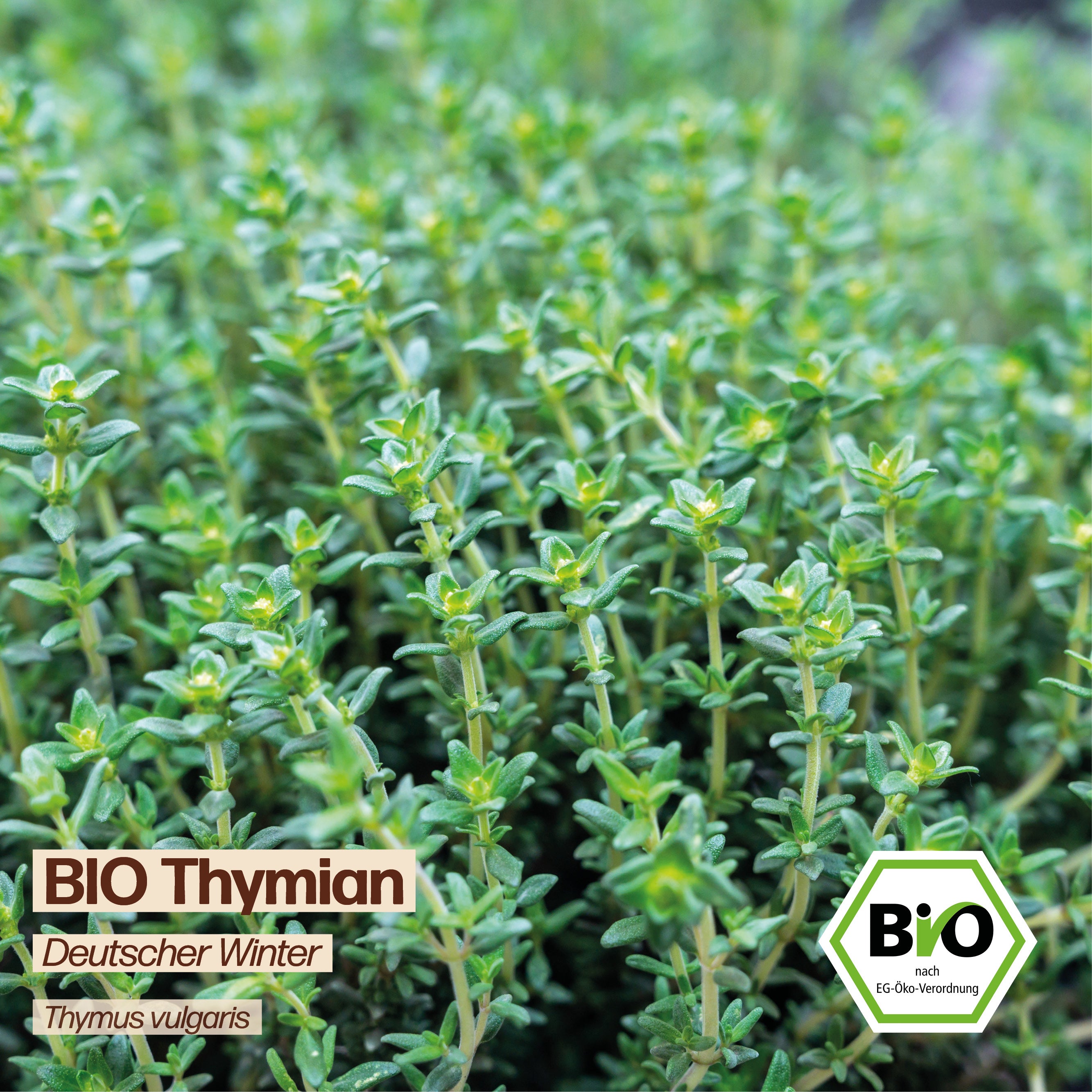 BIO Thymian "Deutscher Winter"