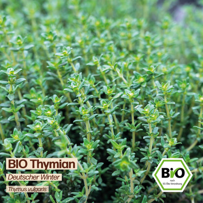 BIO Thymian "Deutscher Winter"