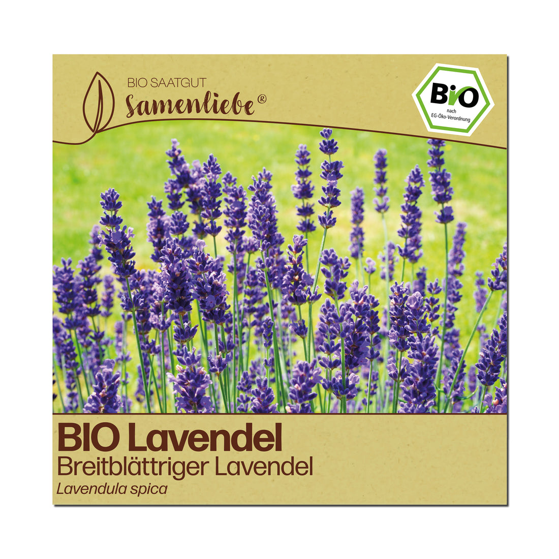 BIO Lavendel "Breitblättriger Lavendel"