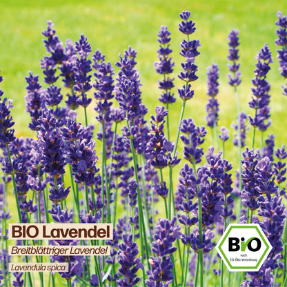 BIO Lavendel "Breitblättriger Lavendel"