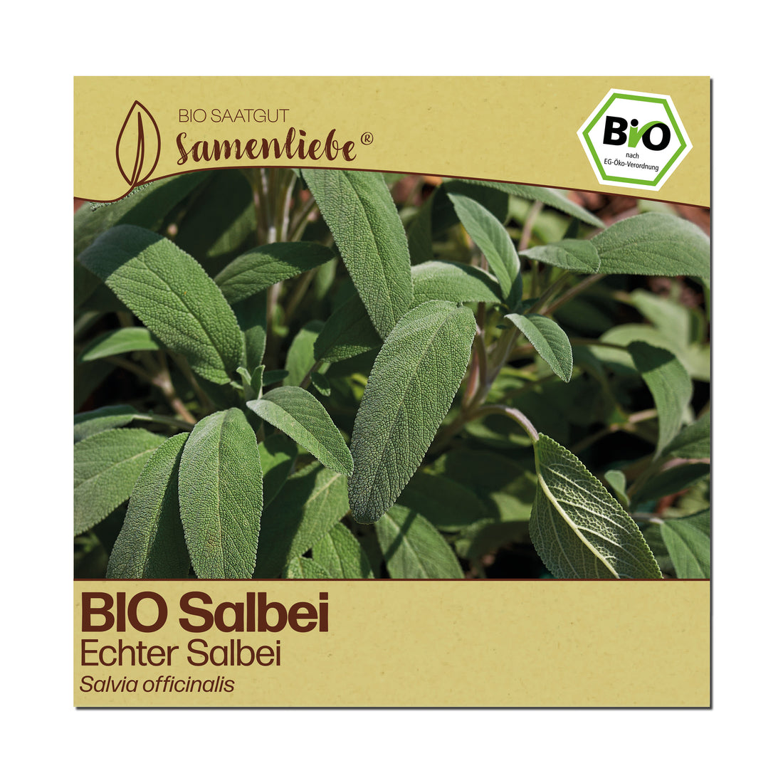 BIO Salbei "Echter Salbei"