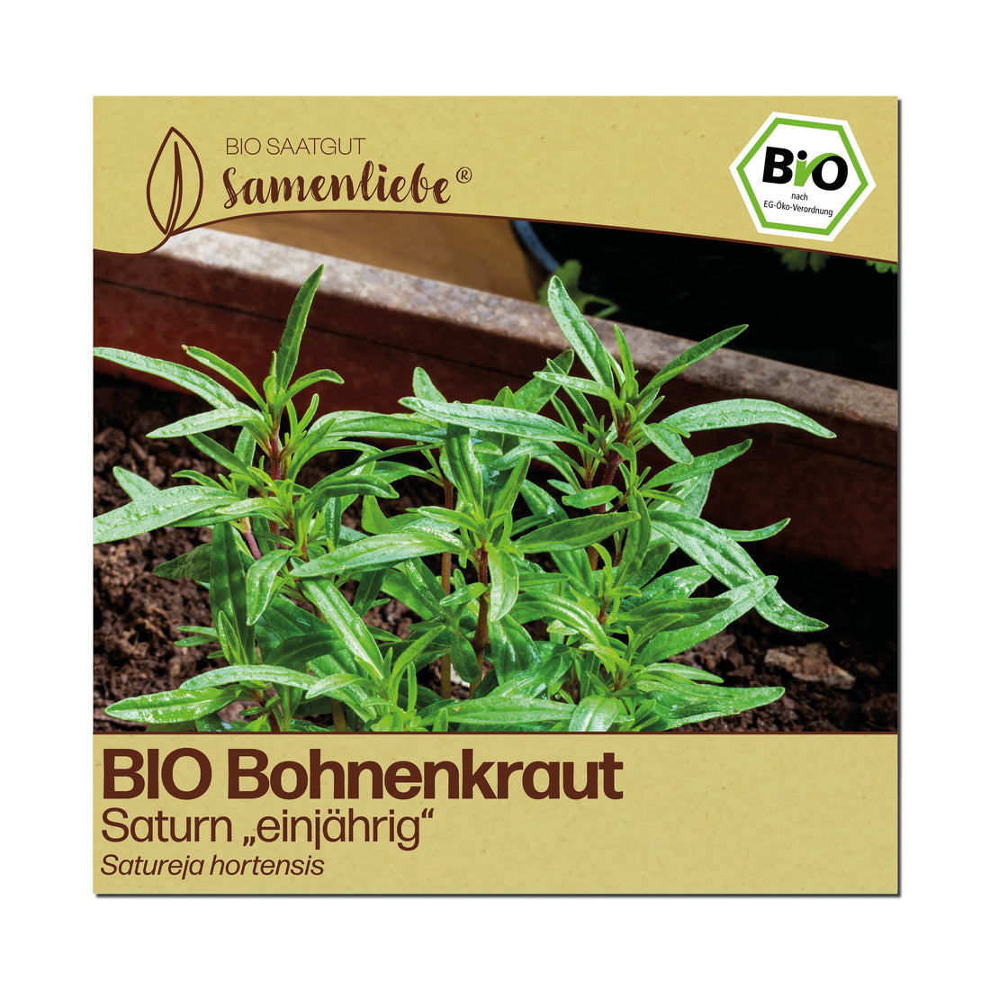 BIO Bohnenkraut "Saturn"