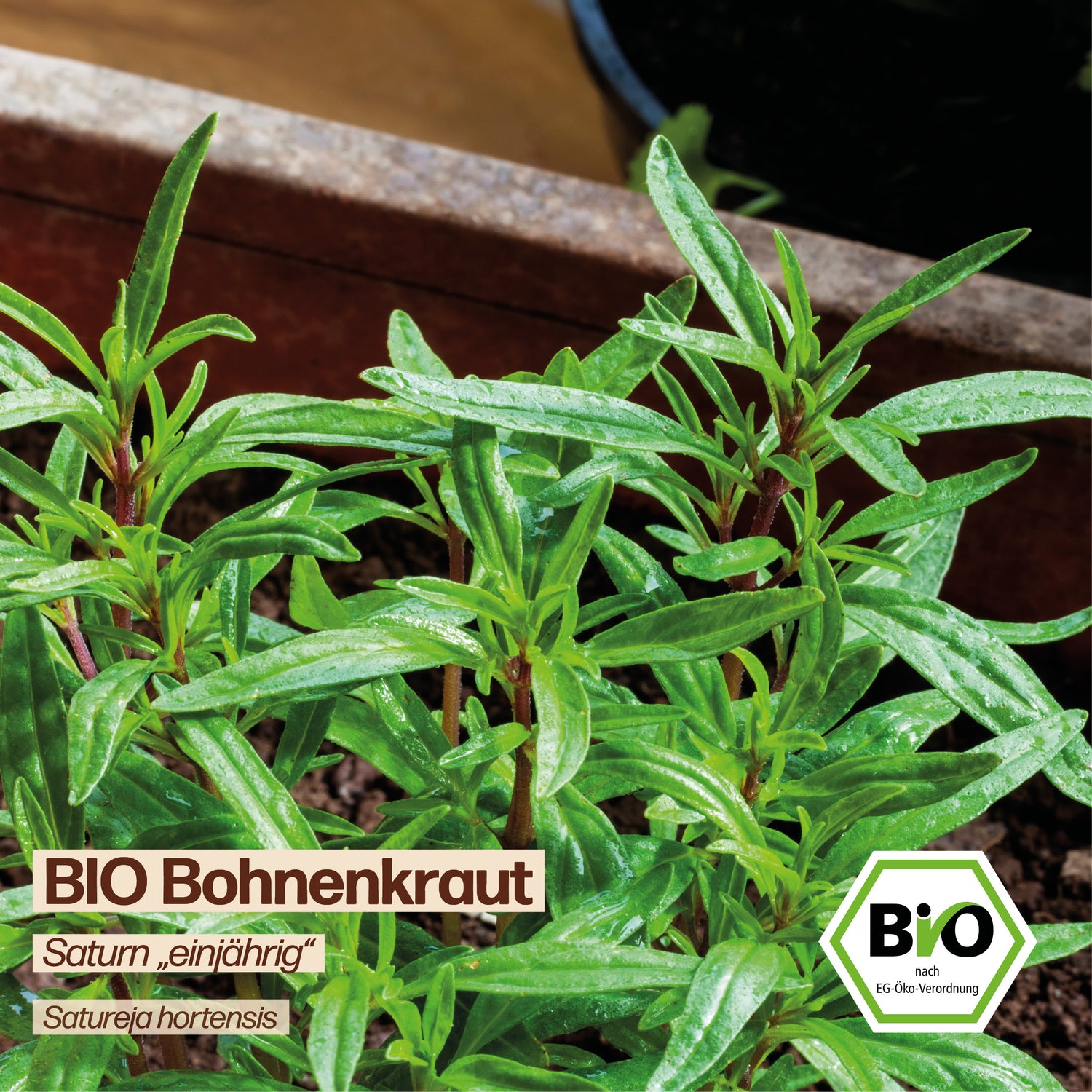 BIO Bohnenkraut "Saturn"