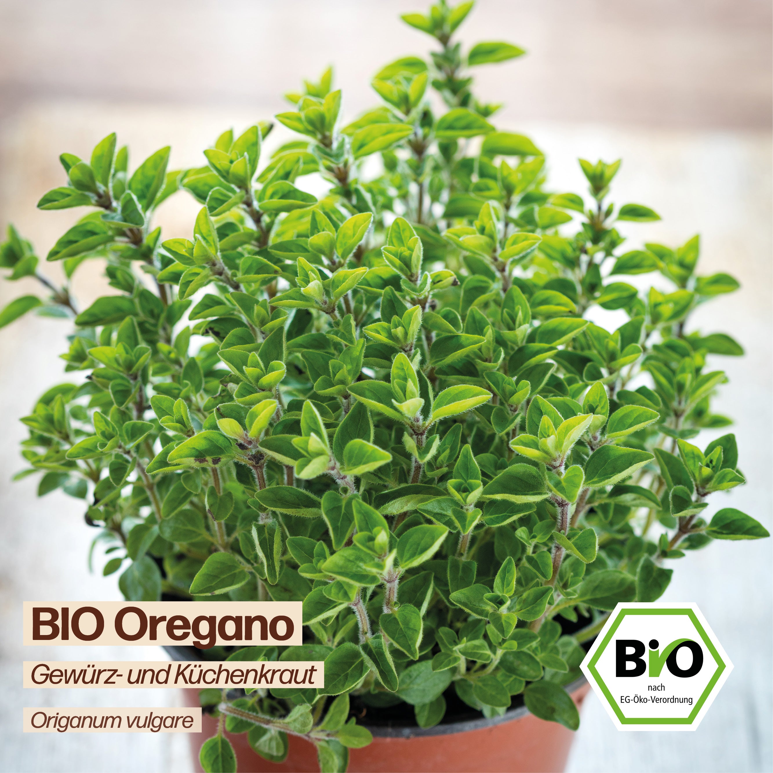 BIO Oregano "Küchenkraut"