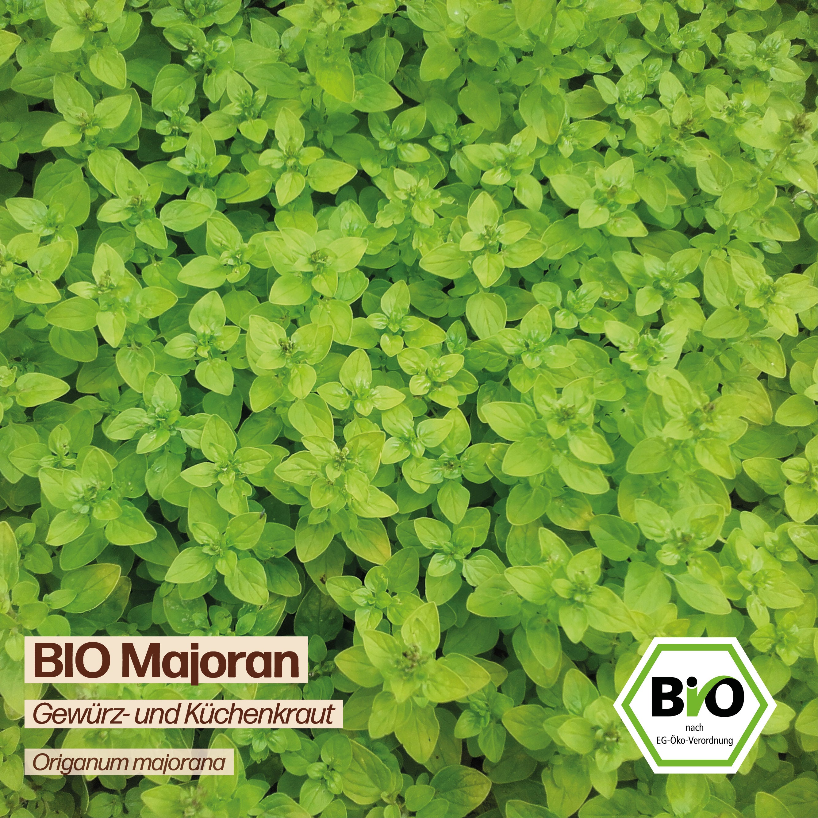 BIO Majoran "Küchenkraut &amp; Kräutersamen"
