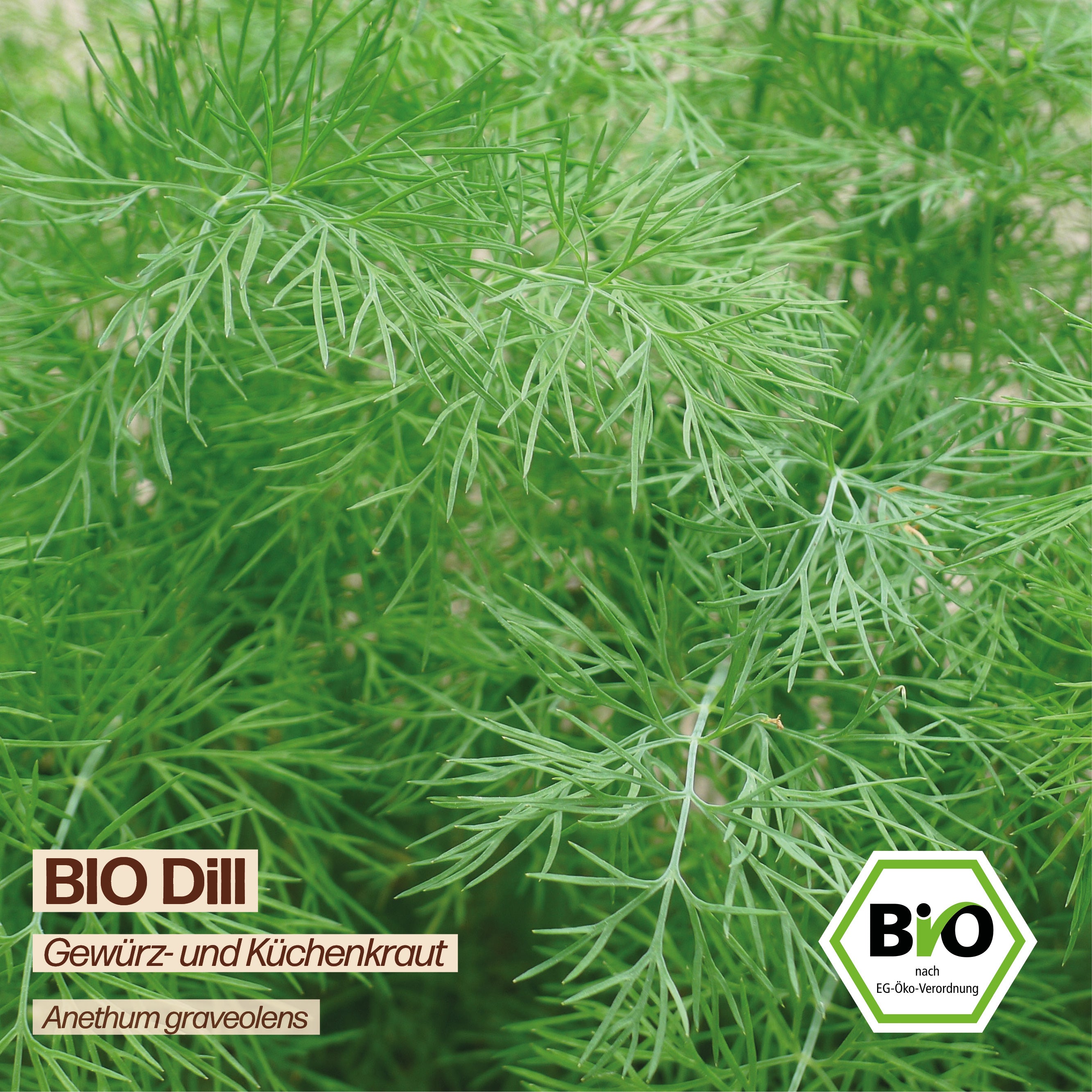 BIO Dill "Küchenkraut &amp; Gurkenkraut"