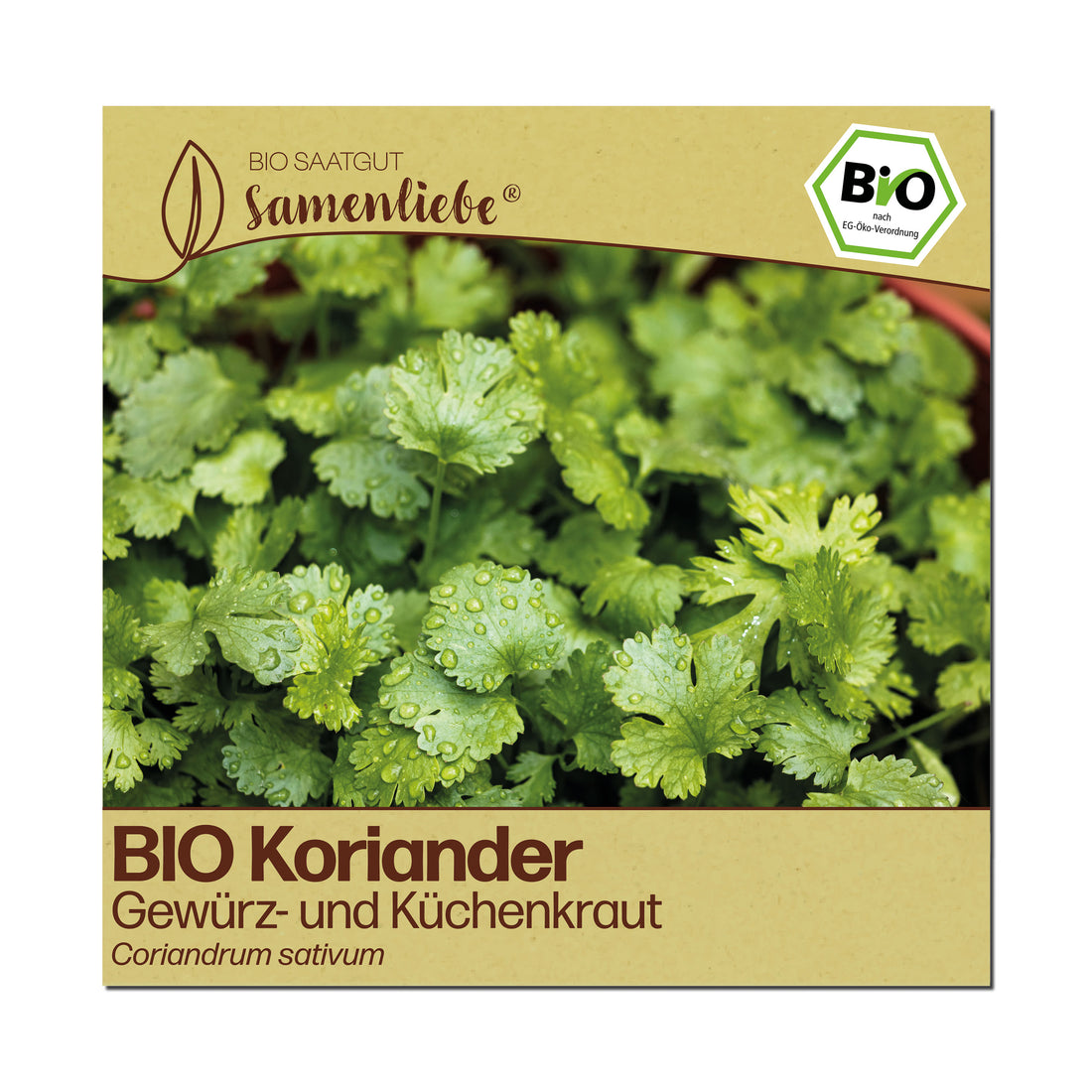 BIO Koriander "Küchenkraut &amp; Gewürzkraut"