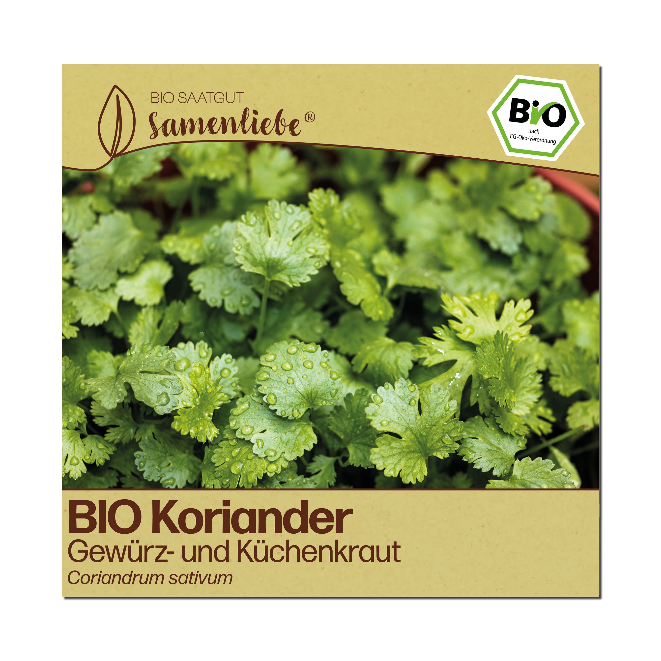 BIO Koriander "Küchenkraut &amp; Gewürzkraut"
