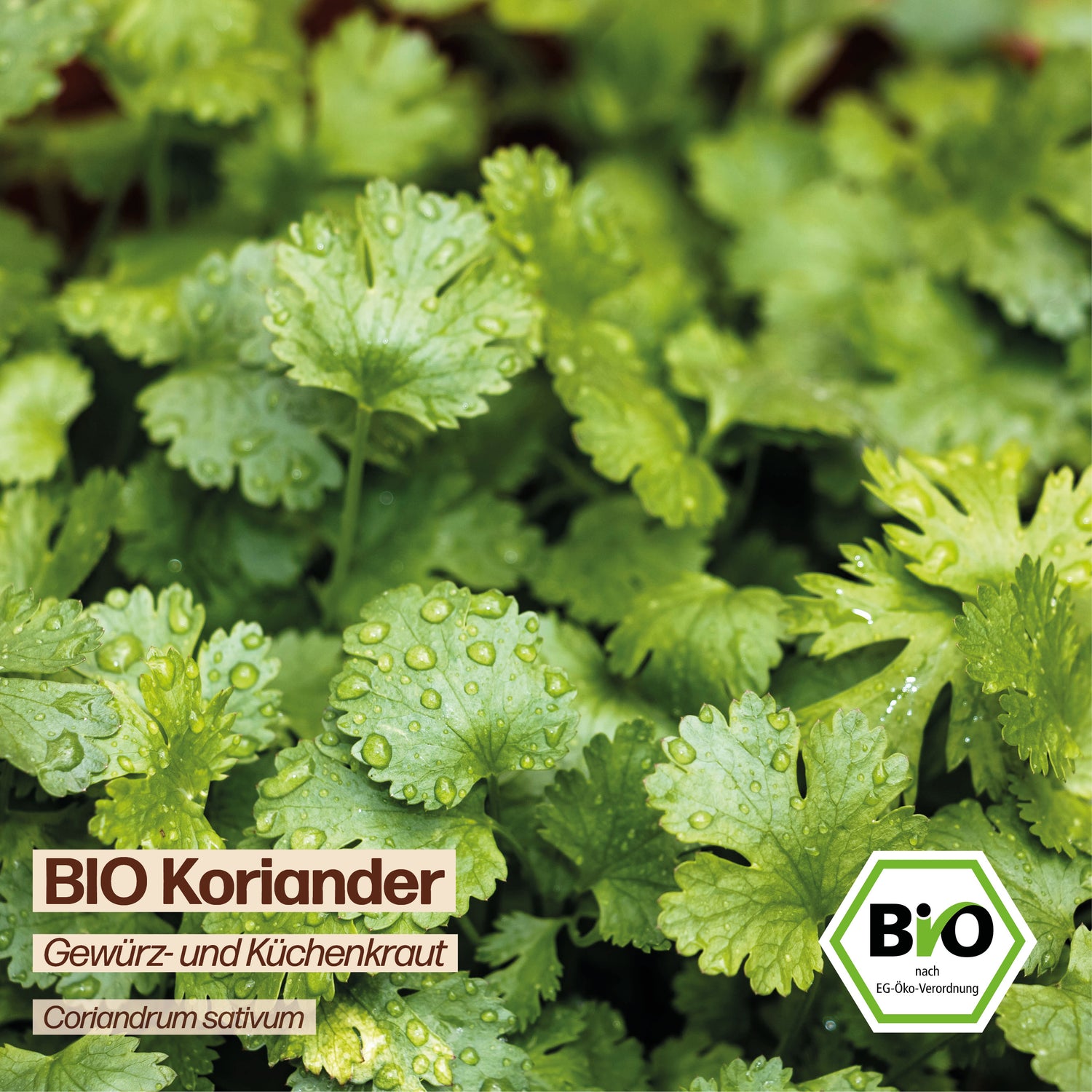 BIO Koriander "Küchenkraut &amp; Gewürzkraut"