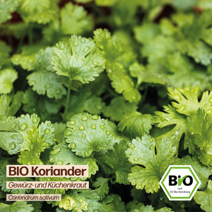 BIO Koriander "Küchenkraut &amp; Gewürzkraut"