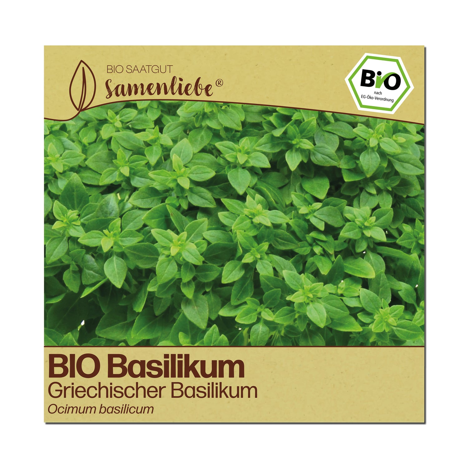 BIO Basilikum "Griechischer Buschbasilikum"