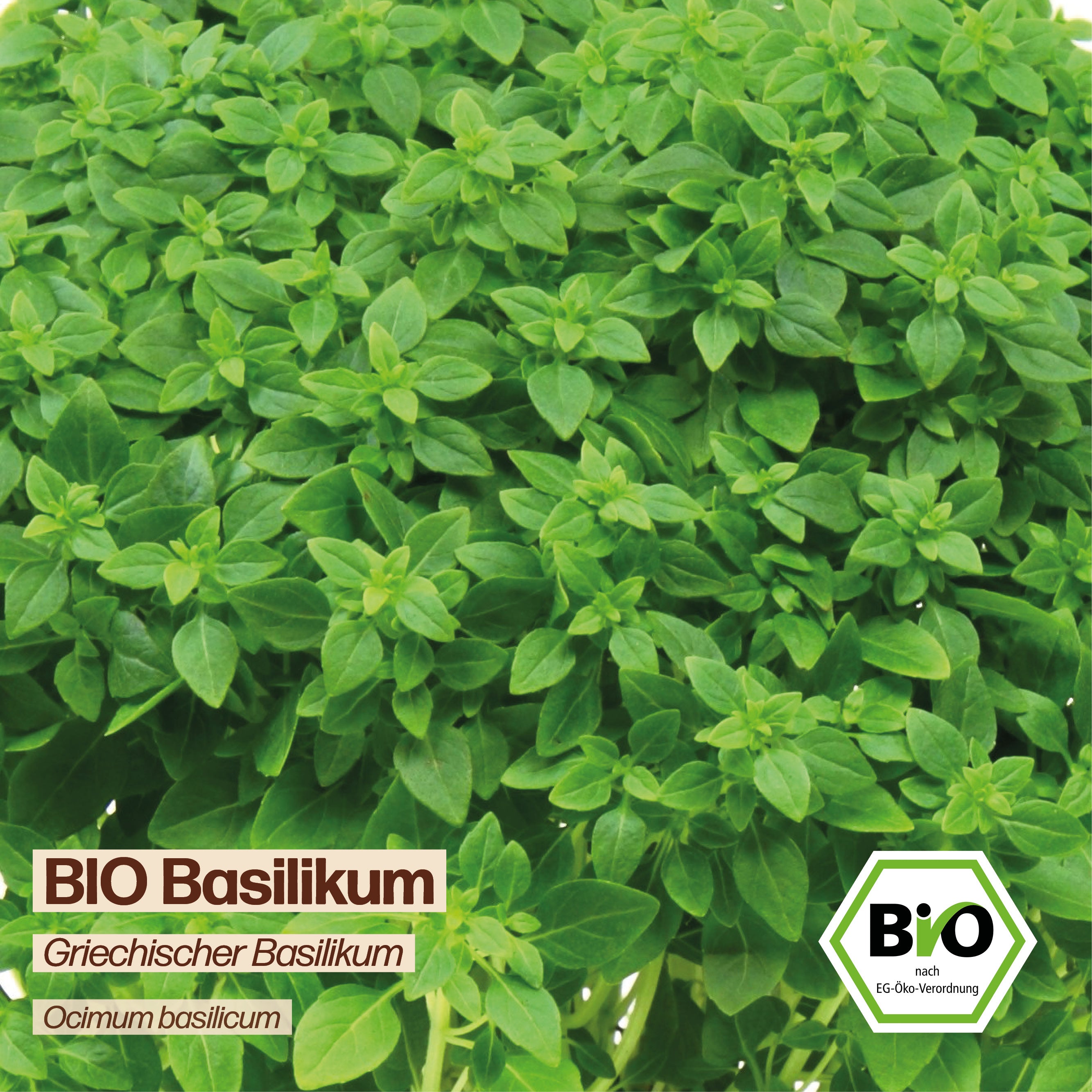 BIO Basilikum "Griechischer Buschbasilikum"