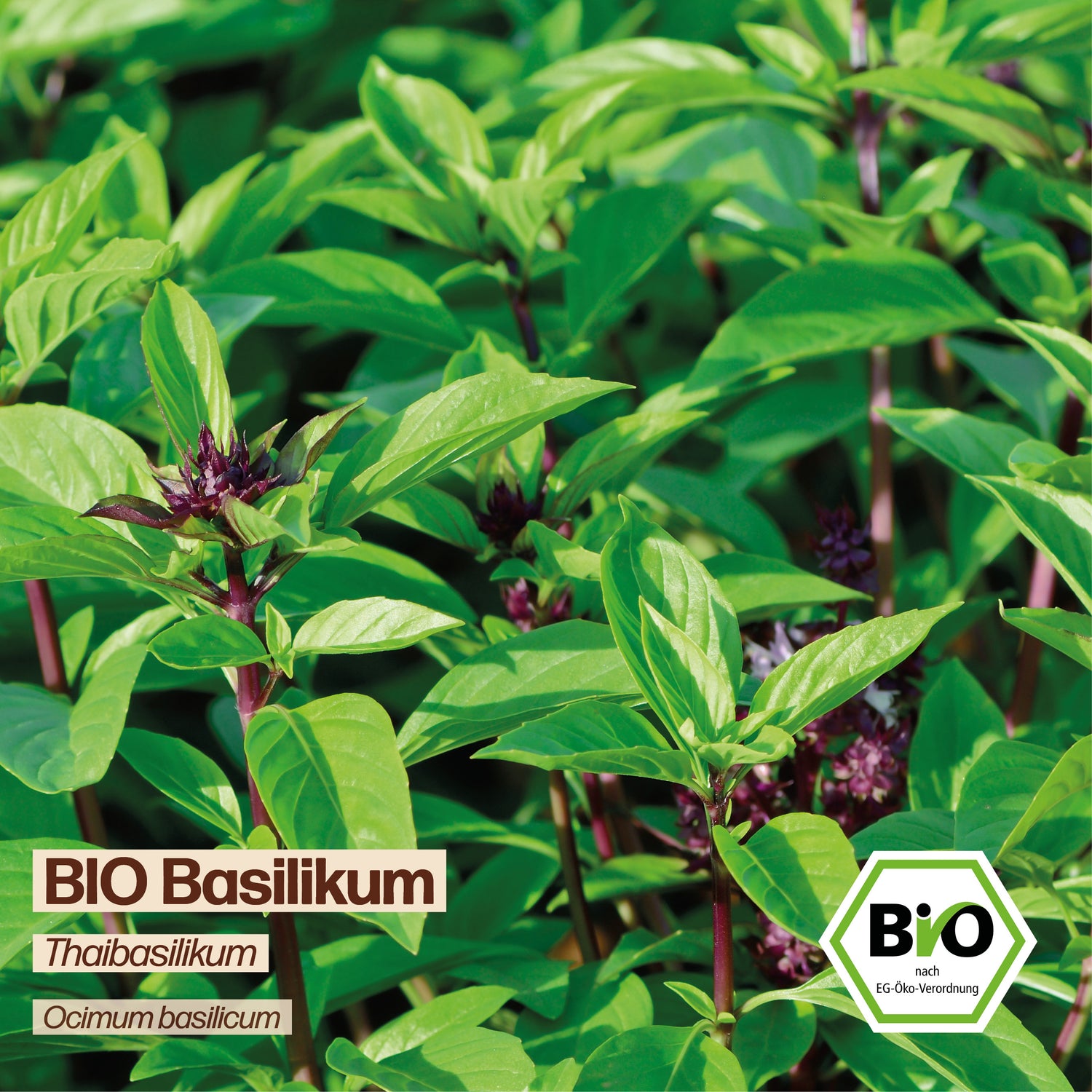 BIO Basilikum "Thaibasilikum"