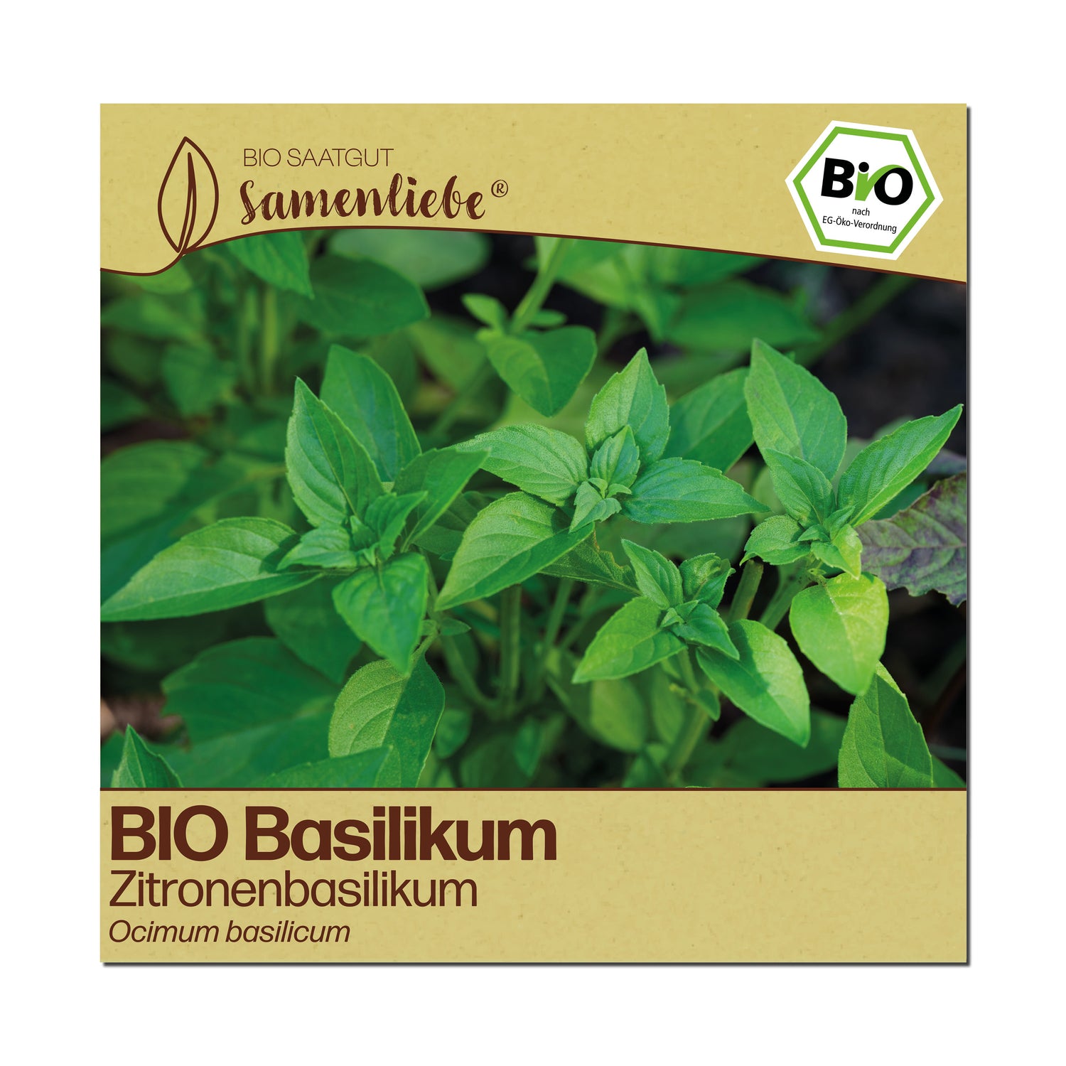 BIO Basilikum "Zitronenbasilikum"