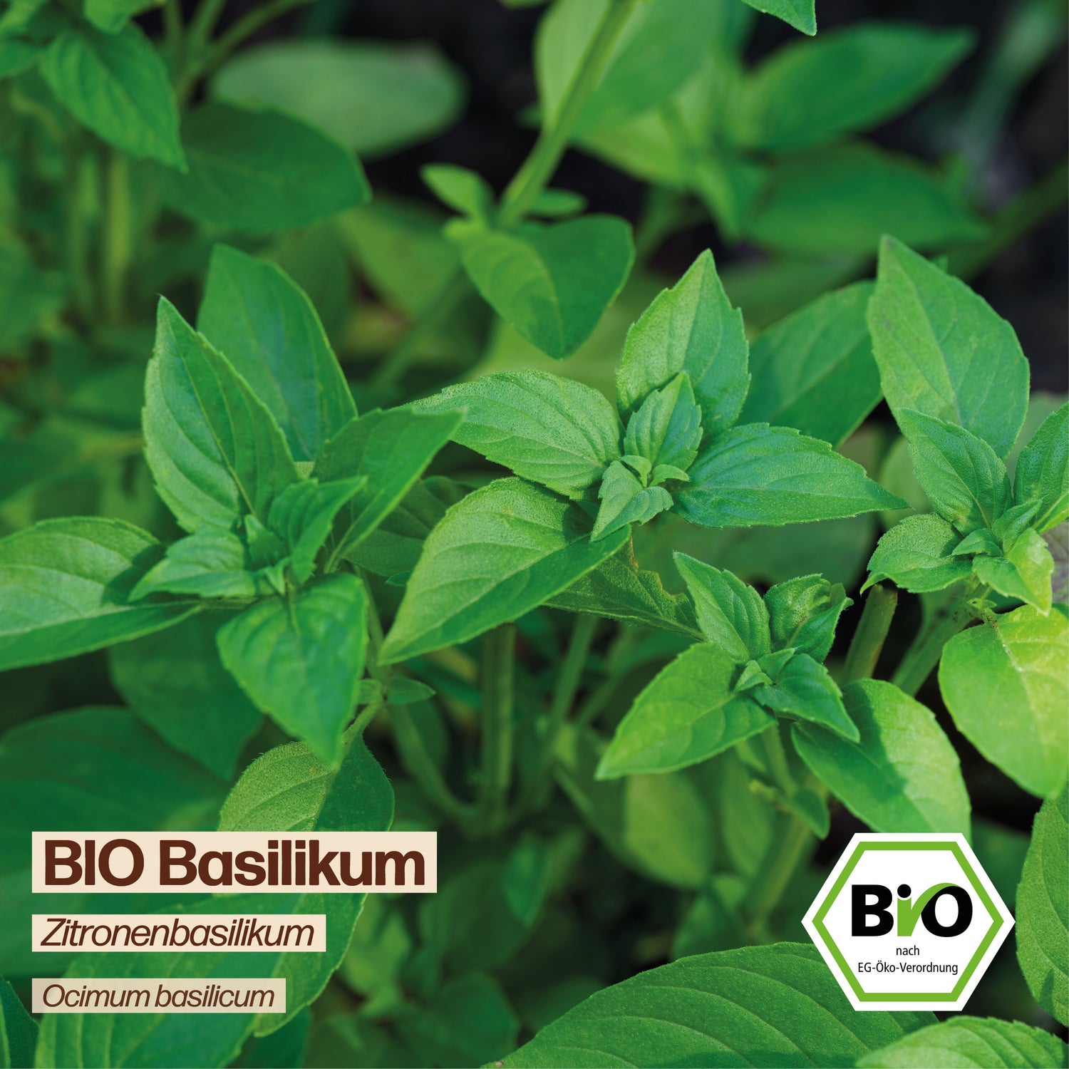 BIO Basilikum "Zitronenbasilikum"